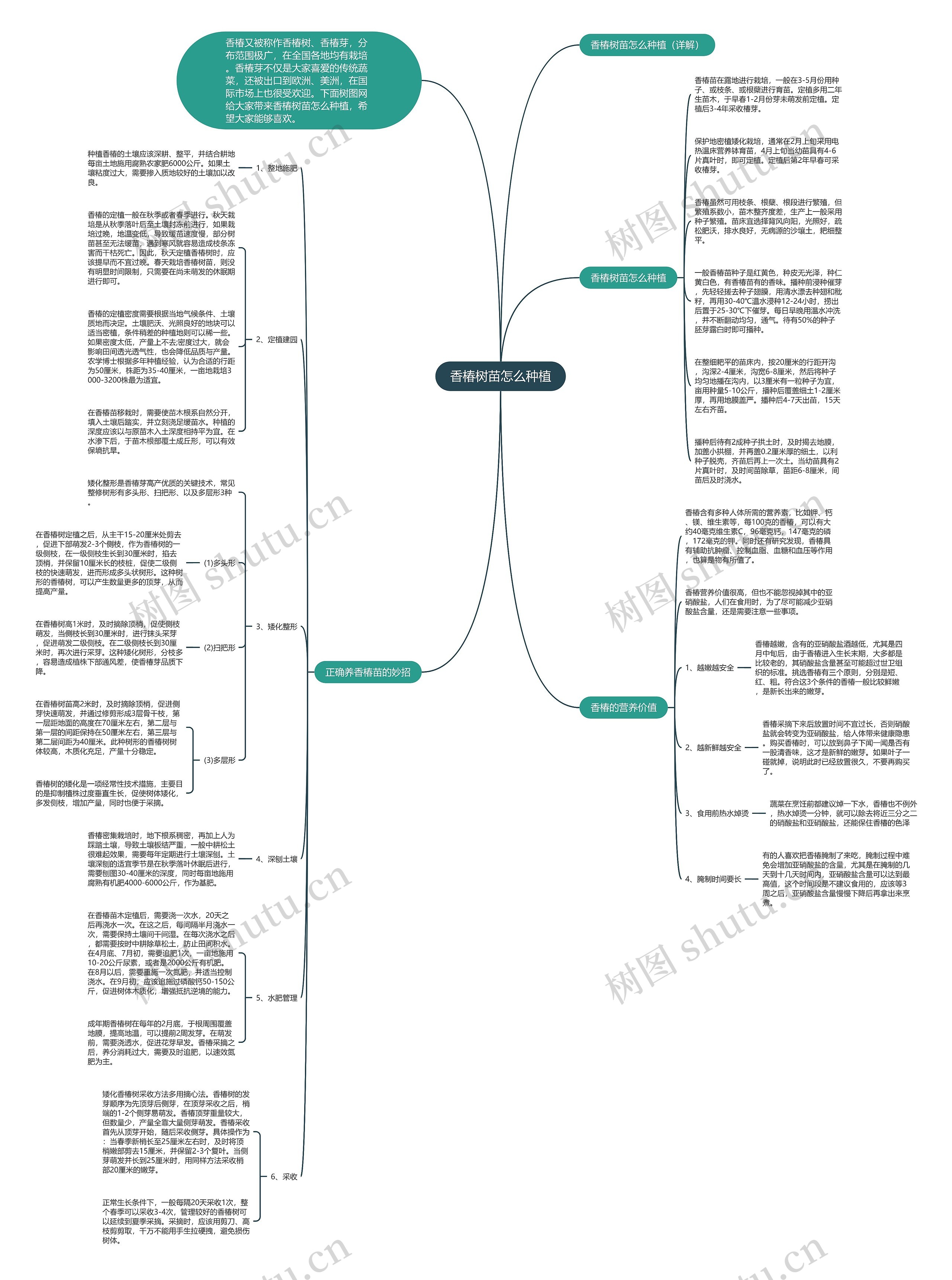 香椿树苗怎么种植思维导图