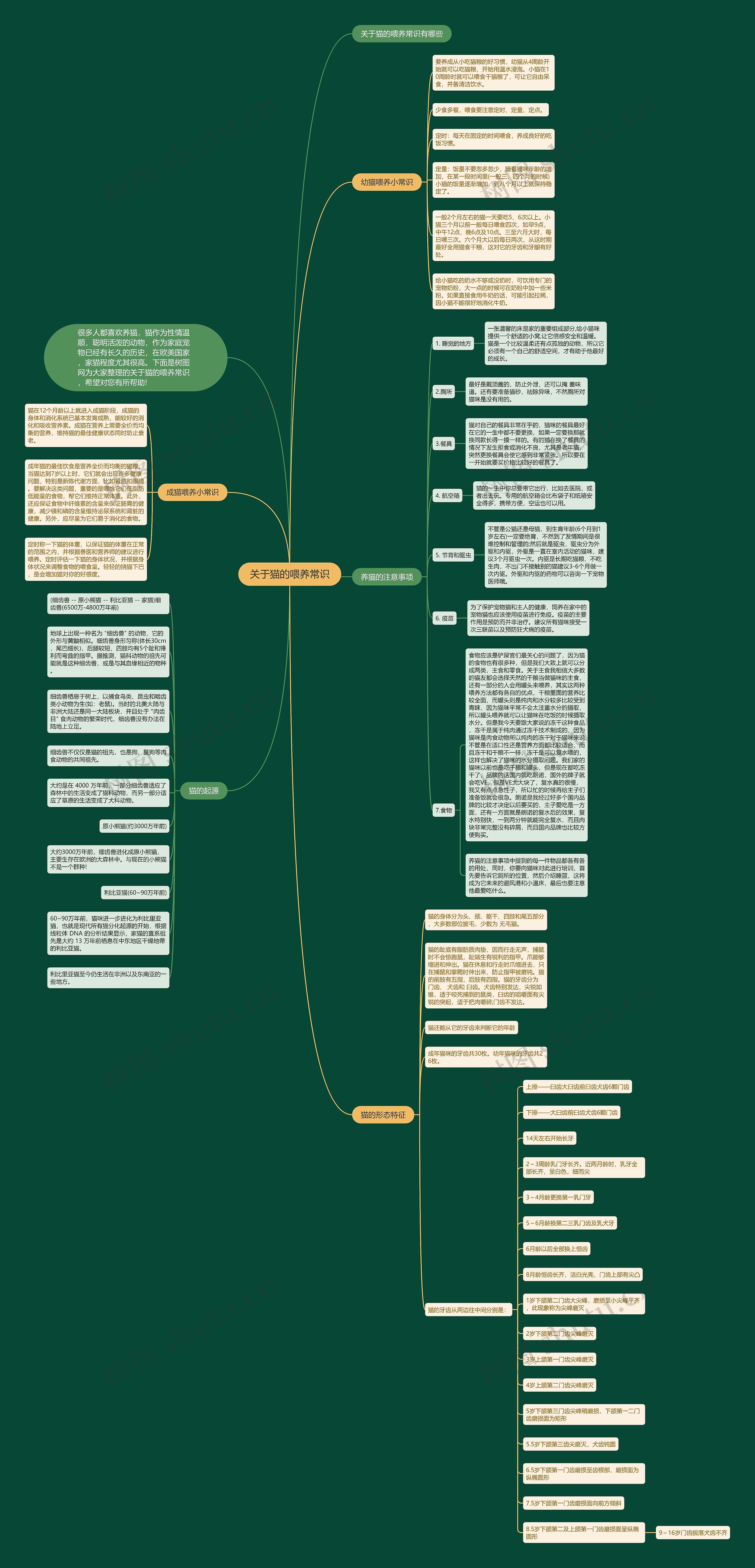 关于猫的喂养常识思维导图