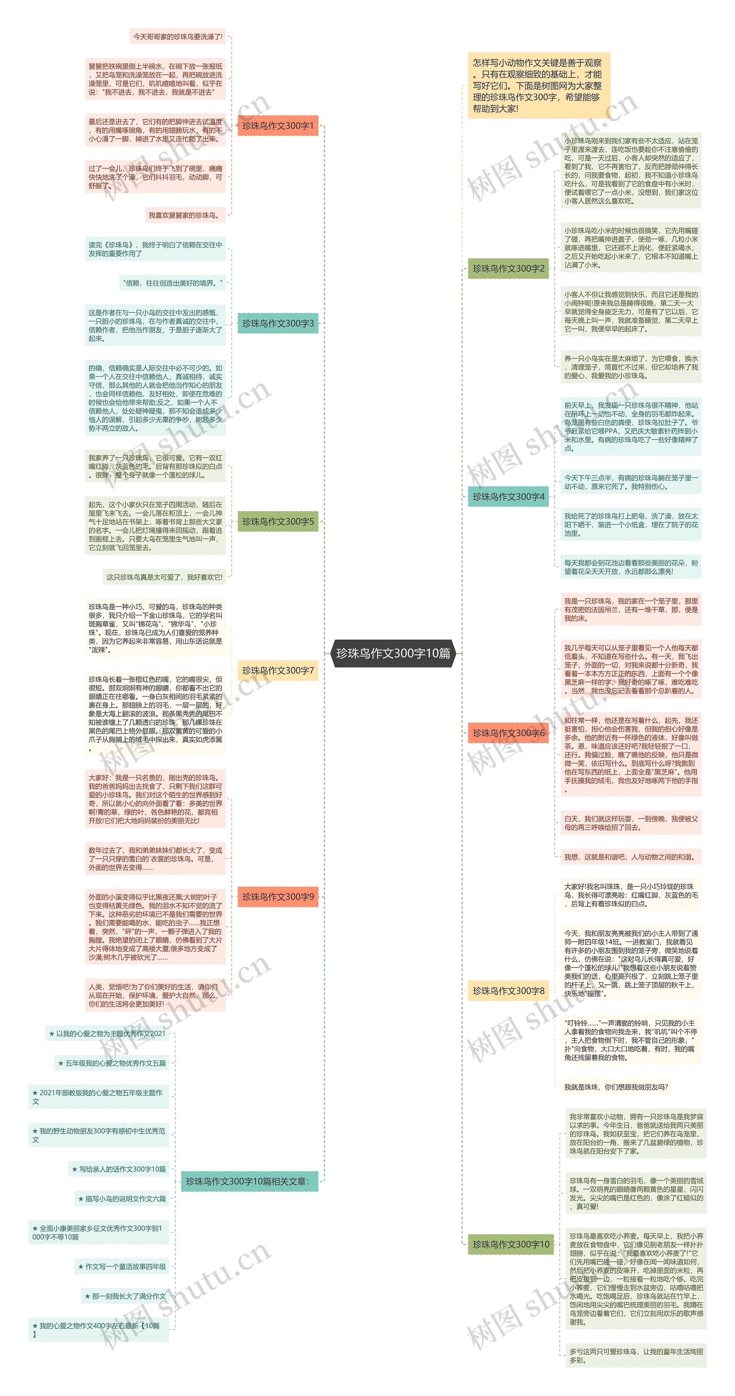 珍珠鸟作文300字10篇思维导图