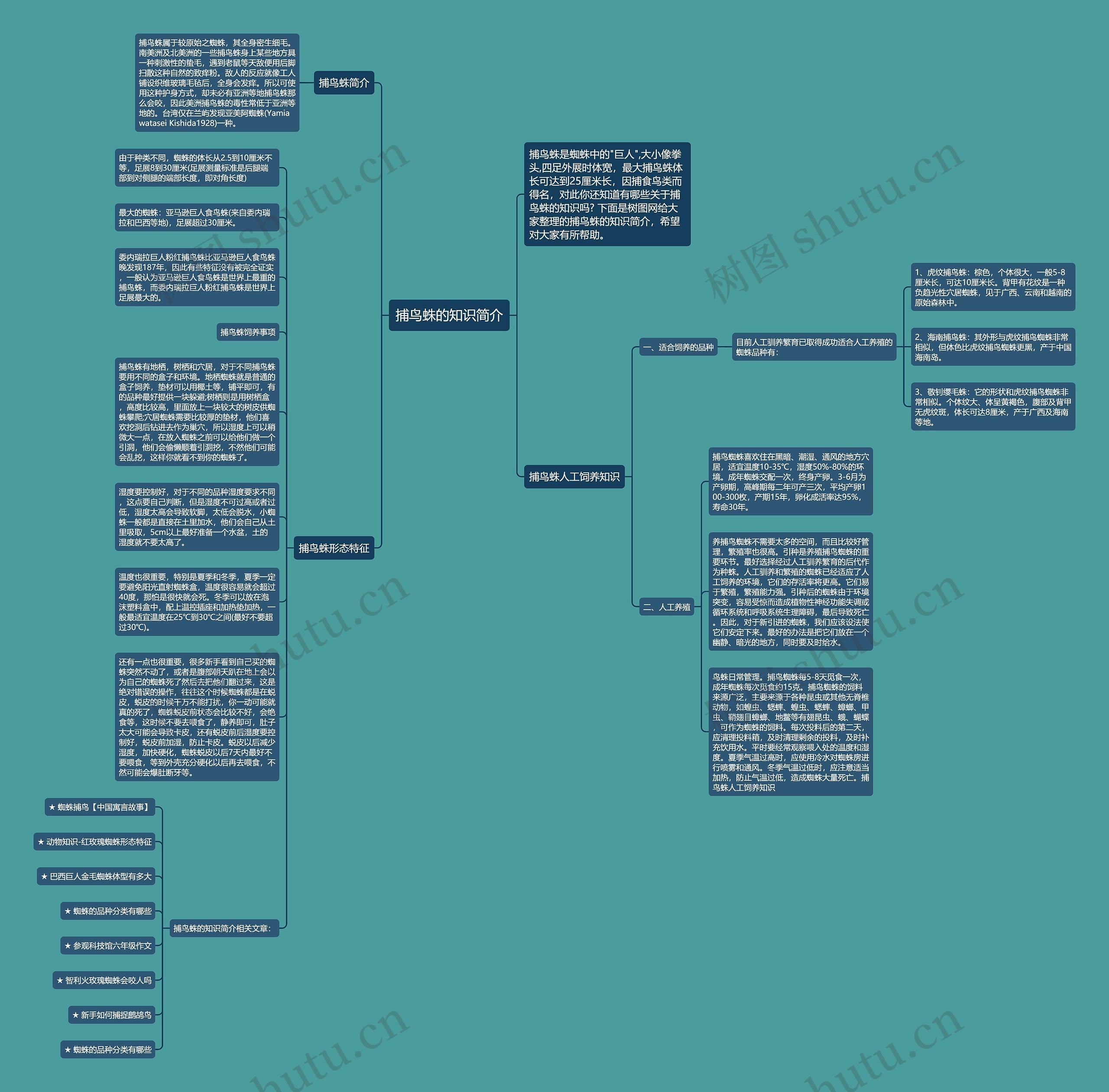 捕鸟蛛的知识简介思维导图