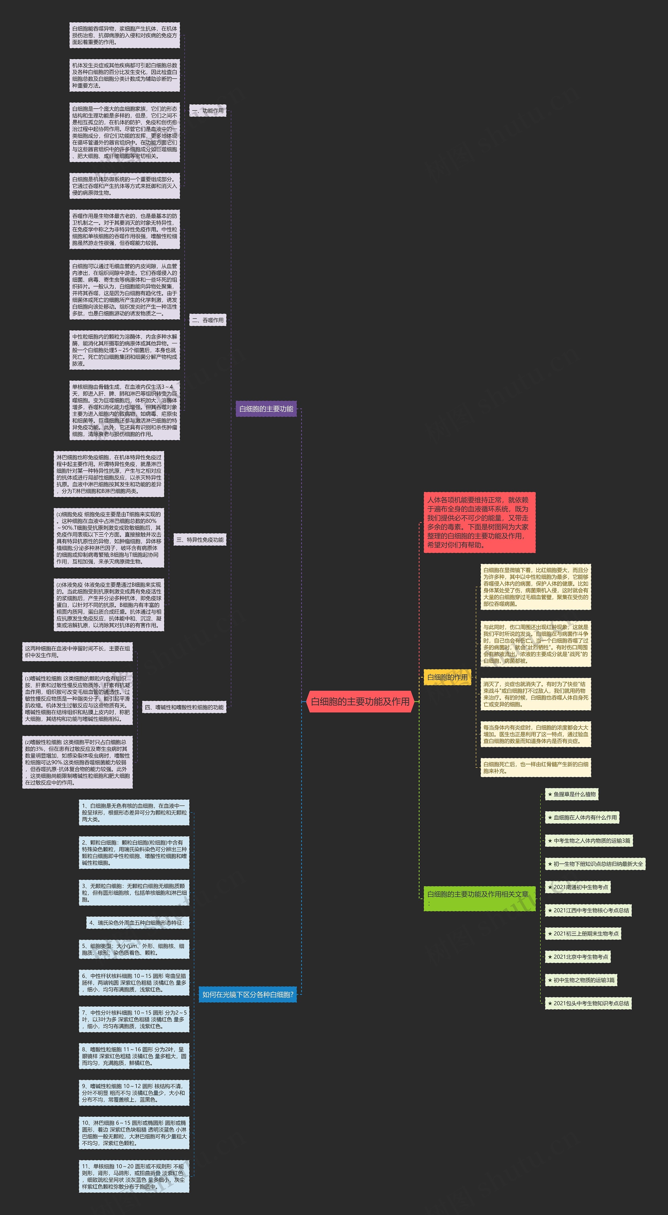 白细胞的主要功能及作用思维导图