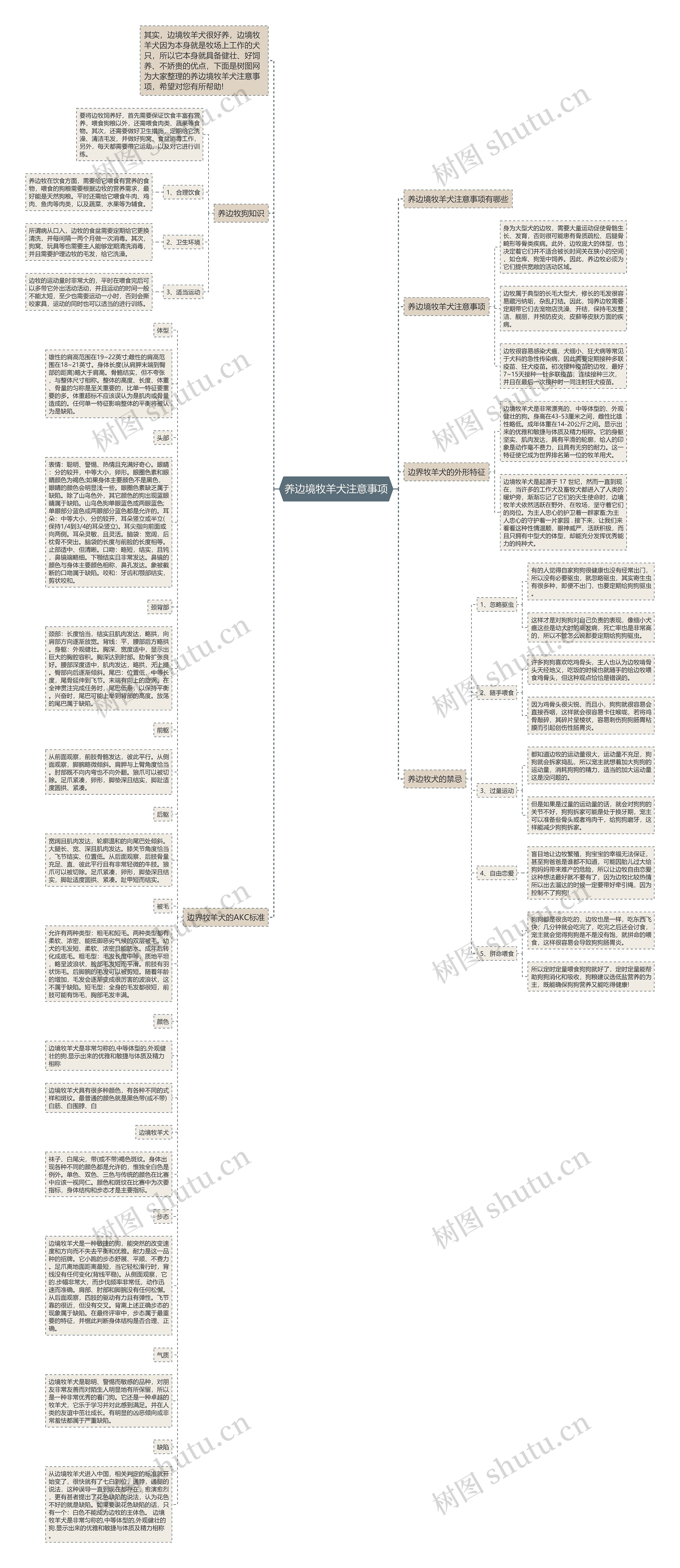 养边境牧羊犬注意事项思维导图