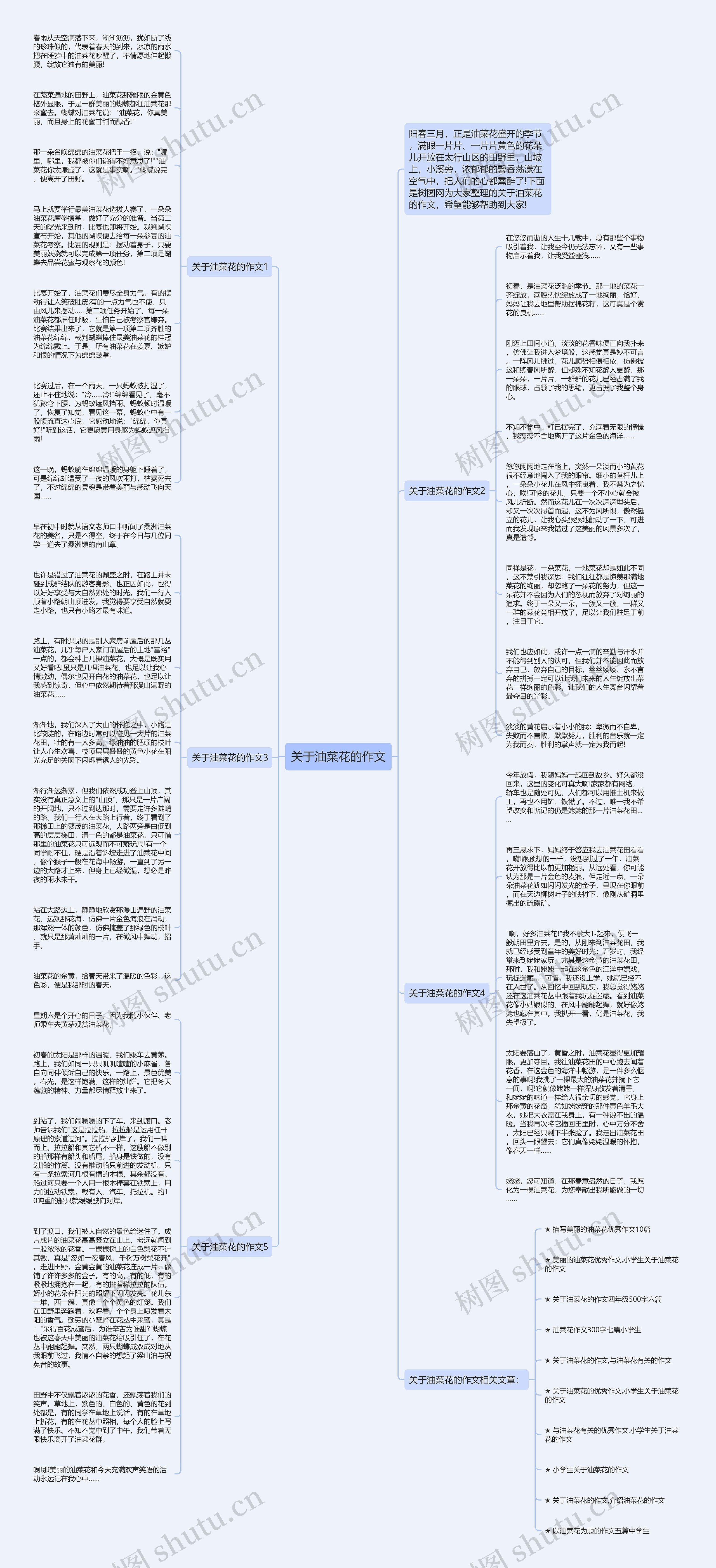 关于油菜花的作文思维导图