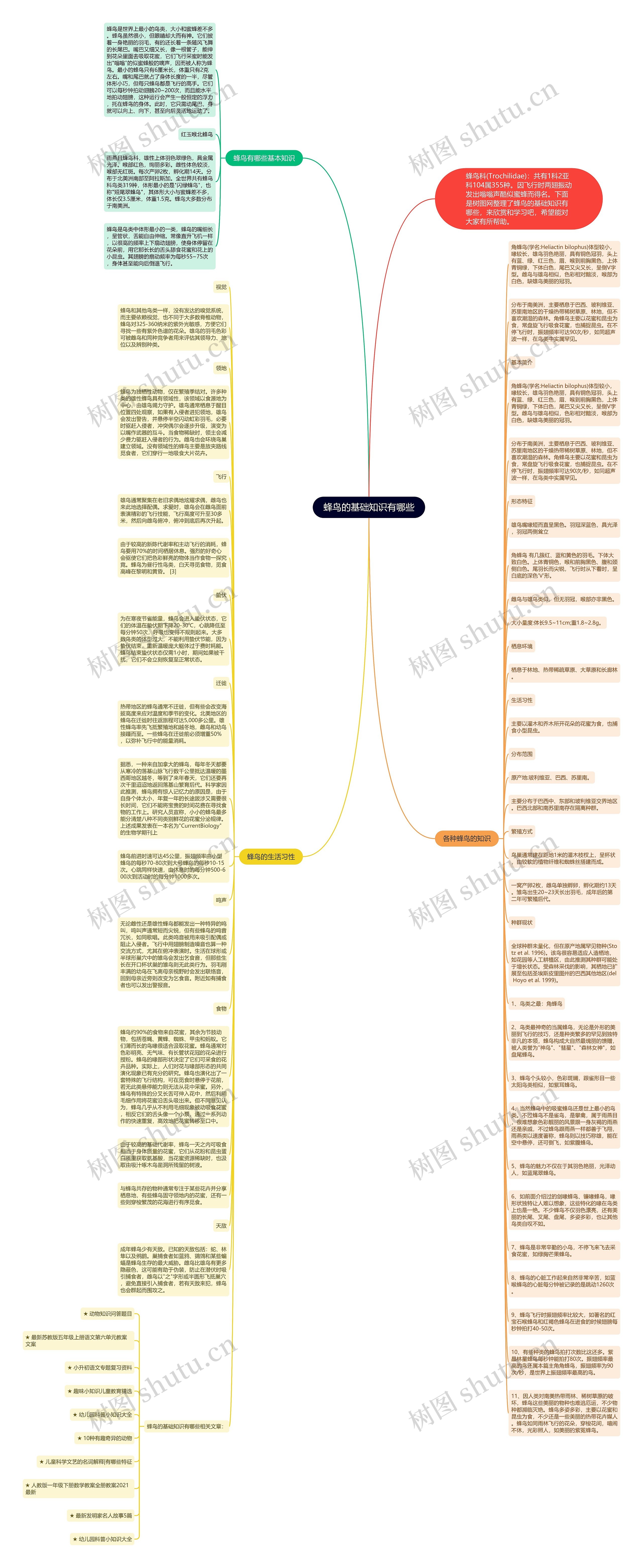 蜂鸟的基础知识有哪些思维导图