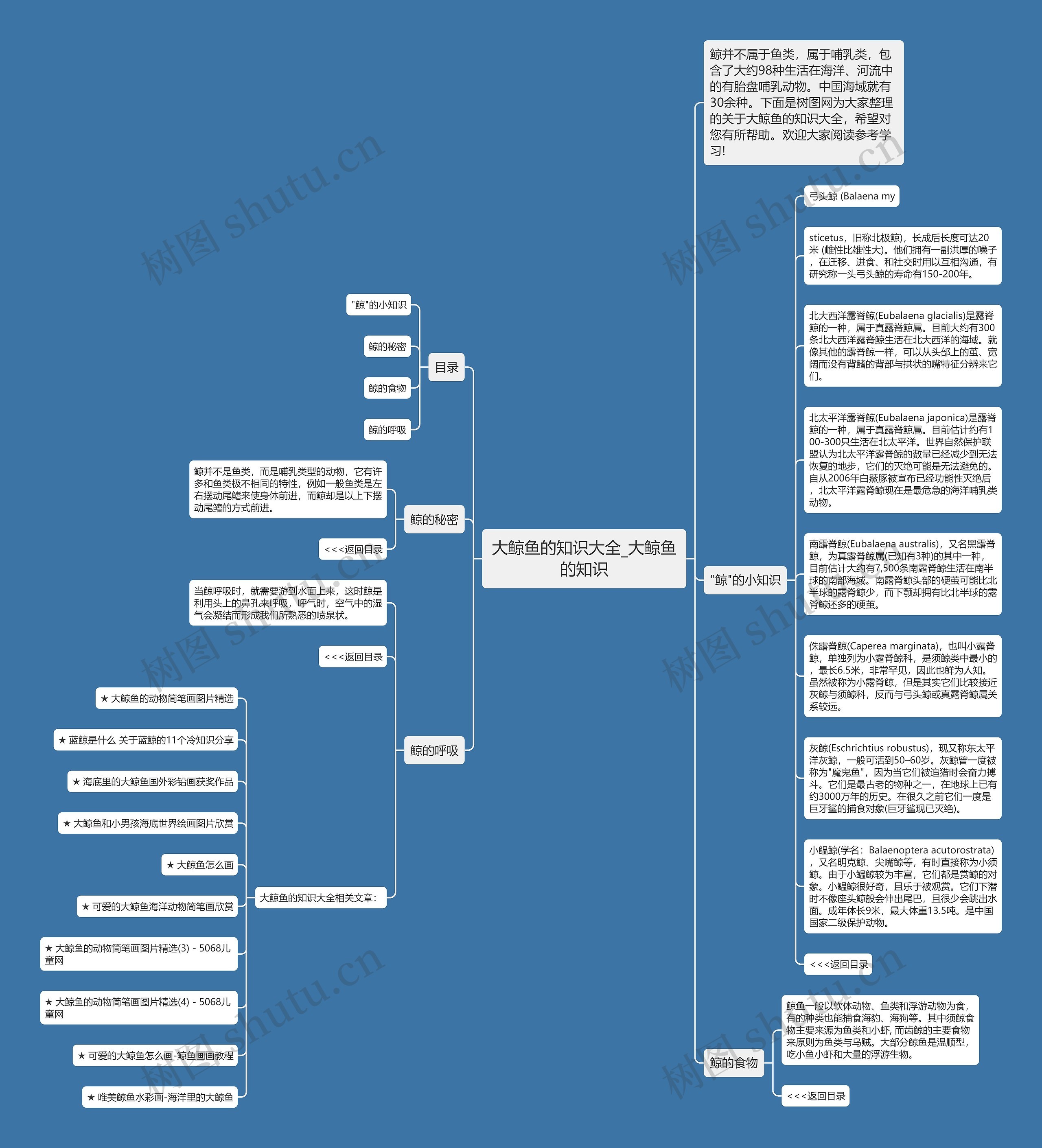 大鲸鱼的知识大全_大鲸鱼的知识思维导图