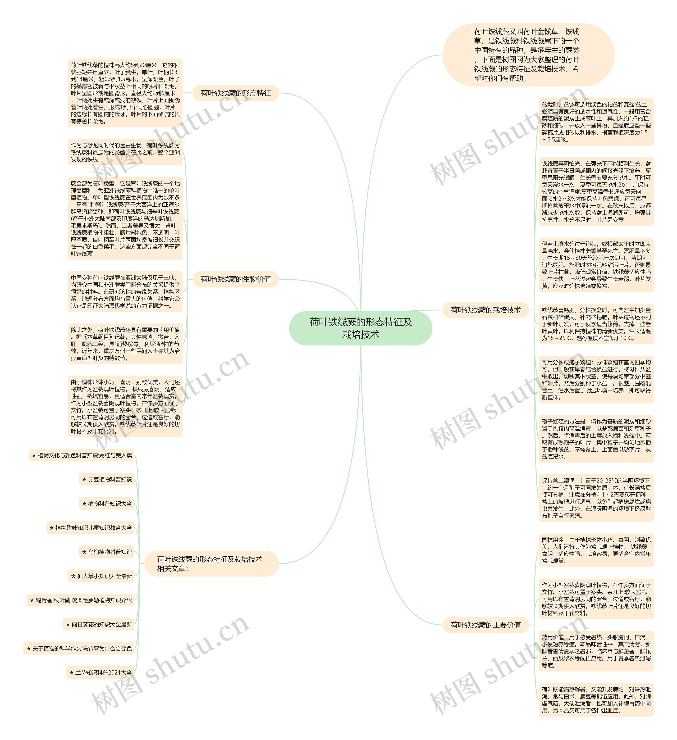 荷叶铁线蕨的形态特征及栽培技术思维导图