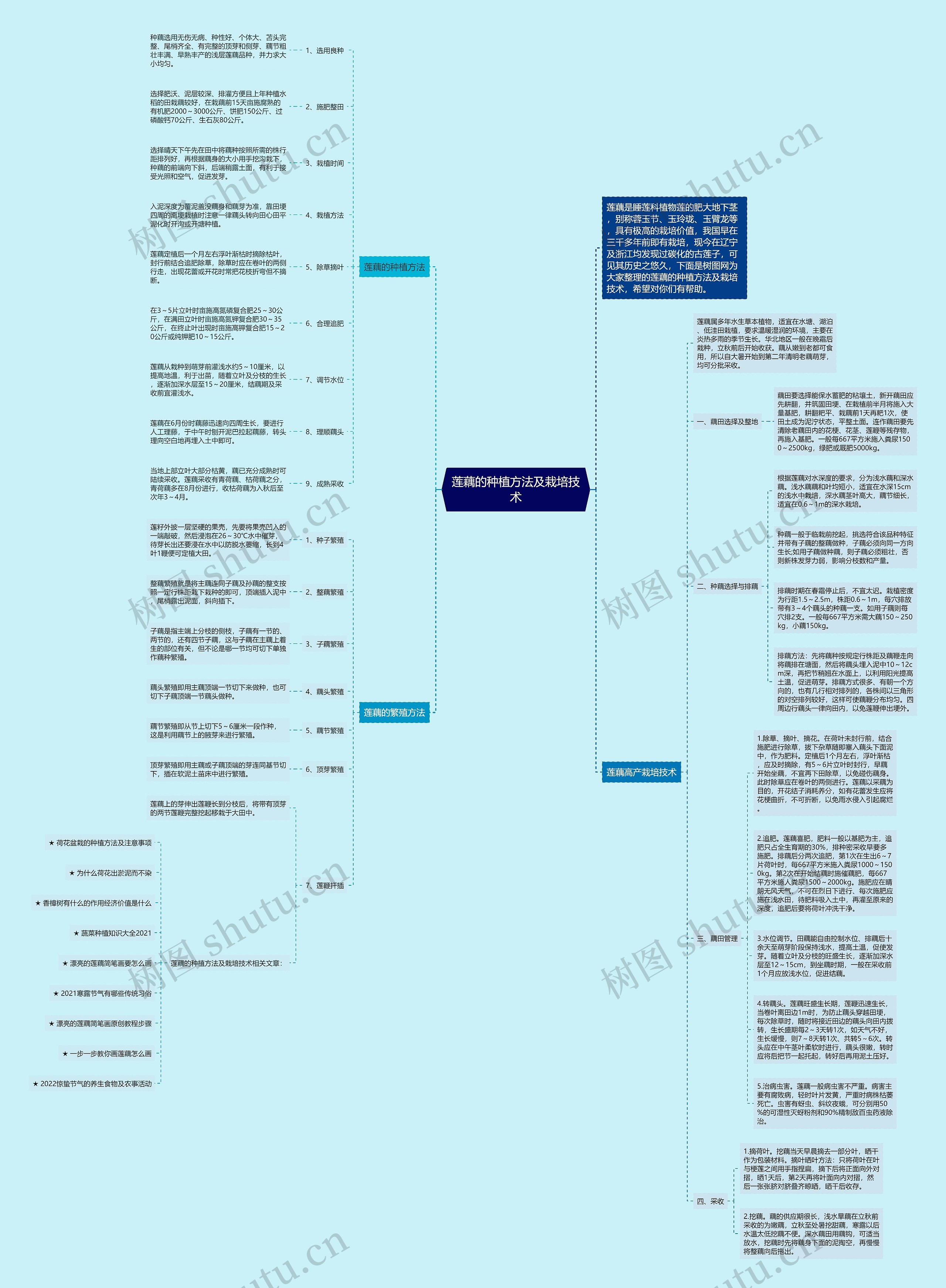 莲藕的种植方法及栽培技术思维导图