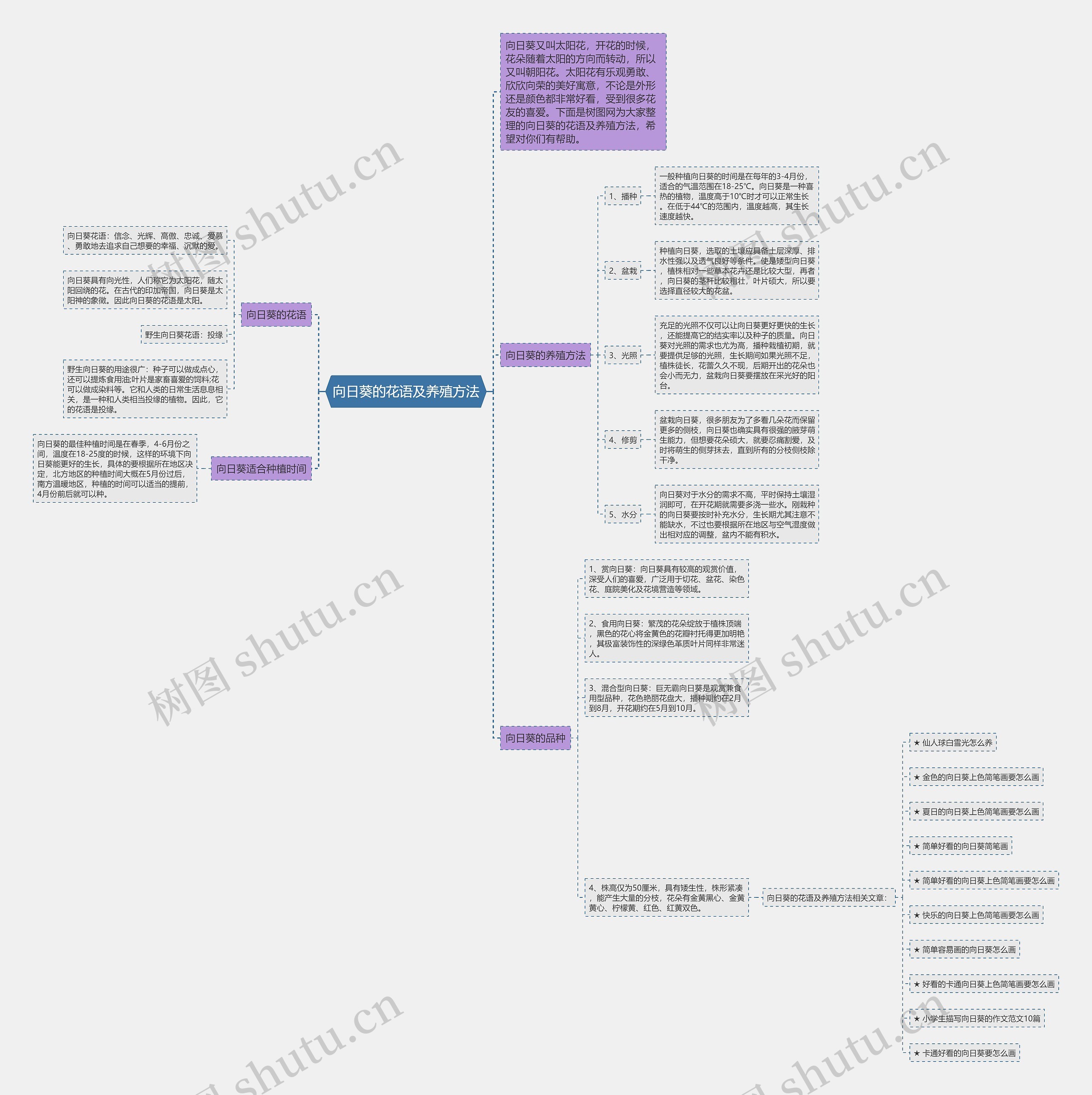 向日葵的花语及养殖方法思维导图