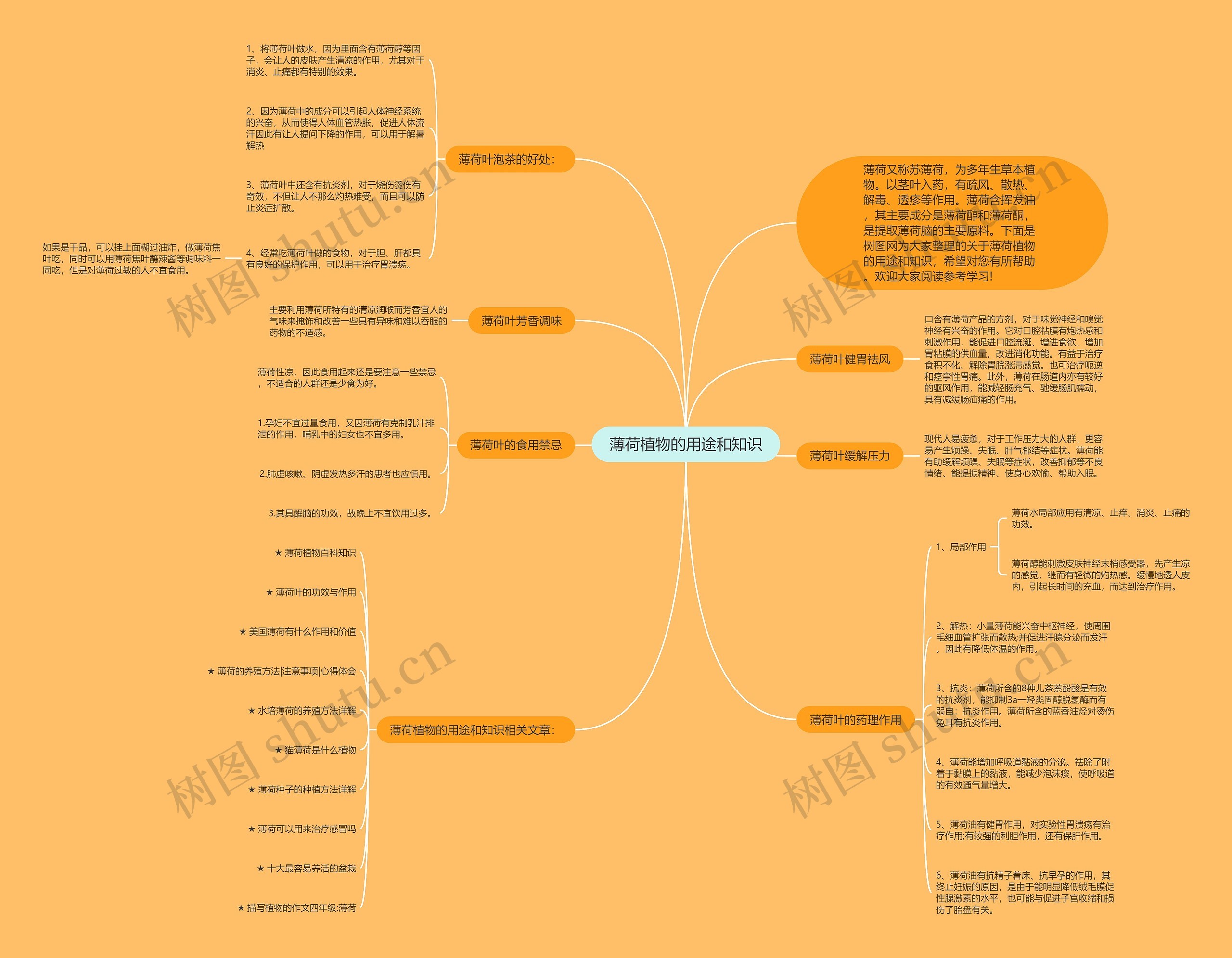薄荷植物的用途和知识思维导图