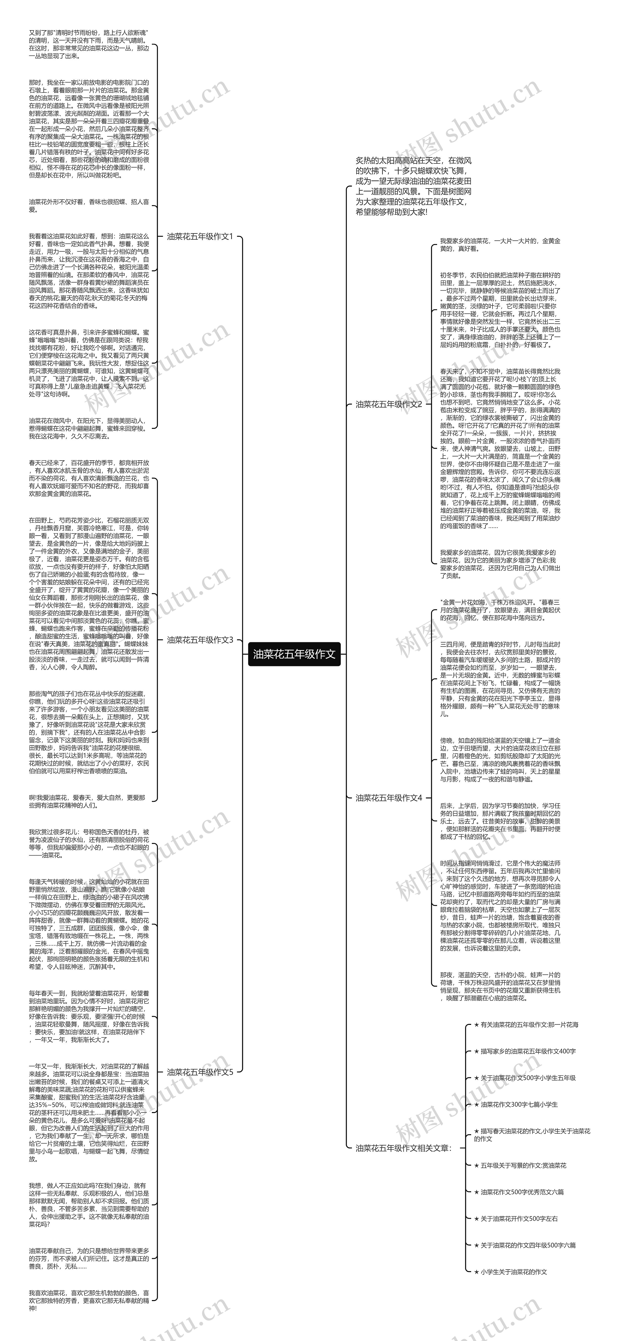 油菜花五年级作文
