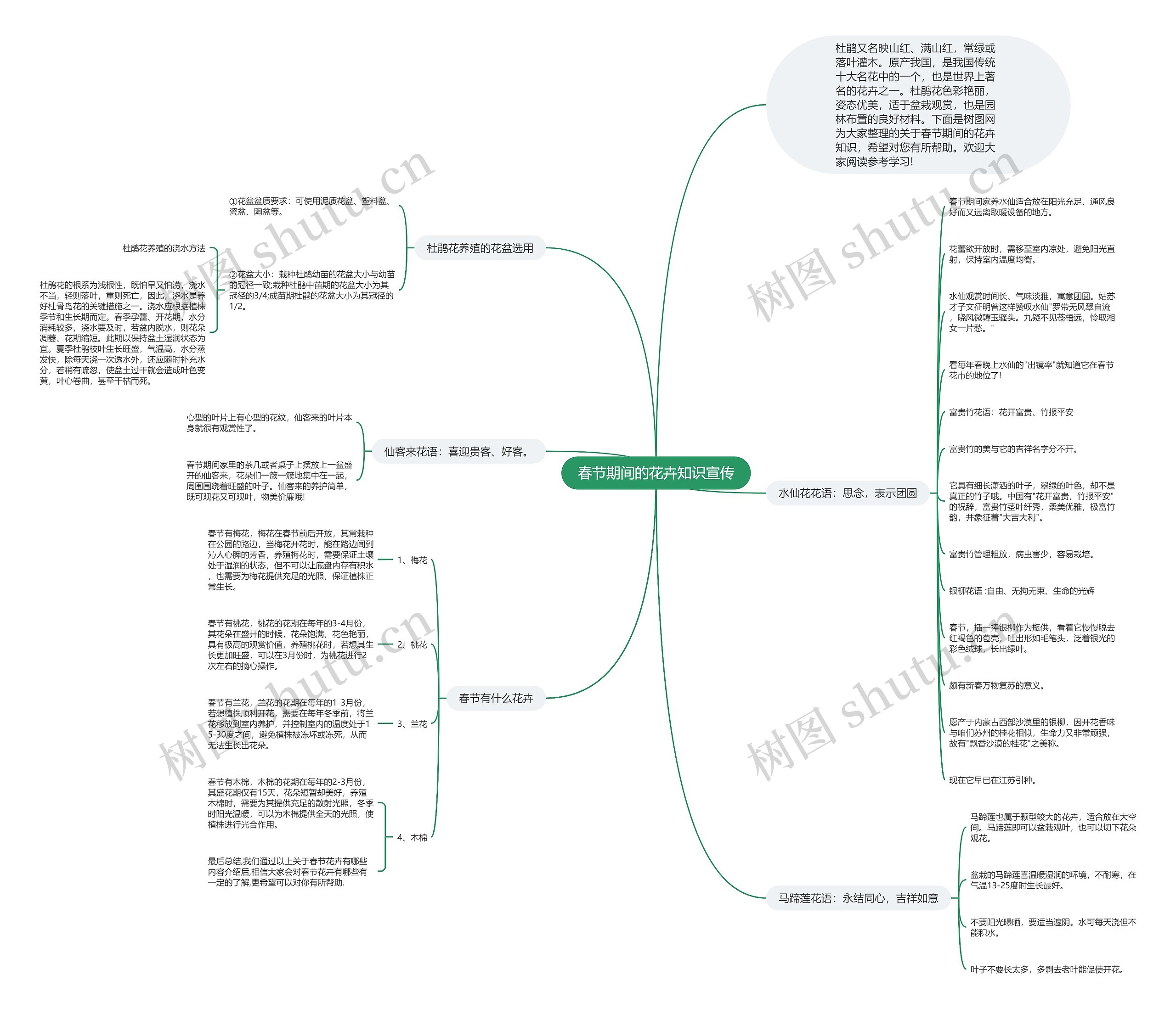 春节期间的花卉知识宣传思维导图