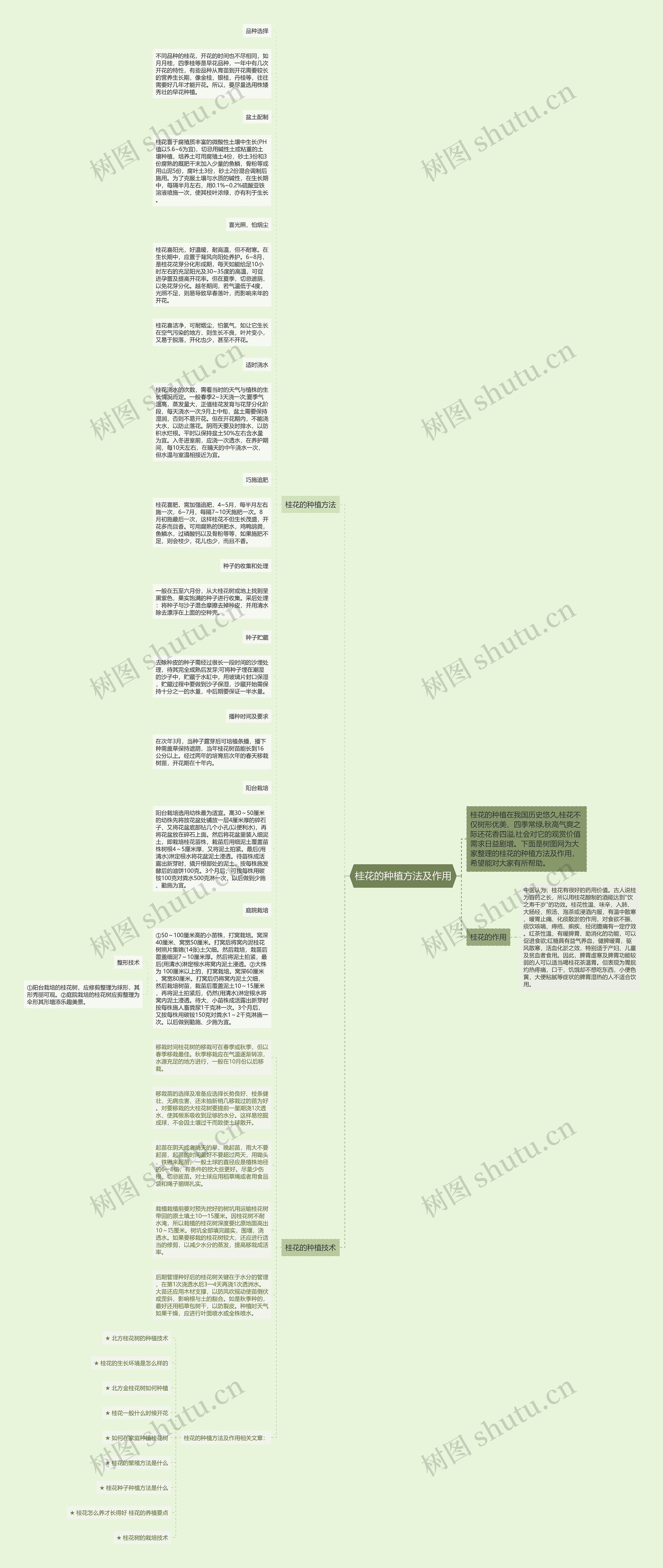 桂花的种植方法及作用思维导图