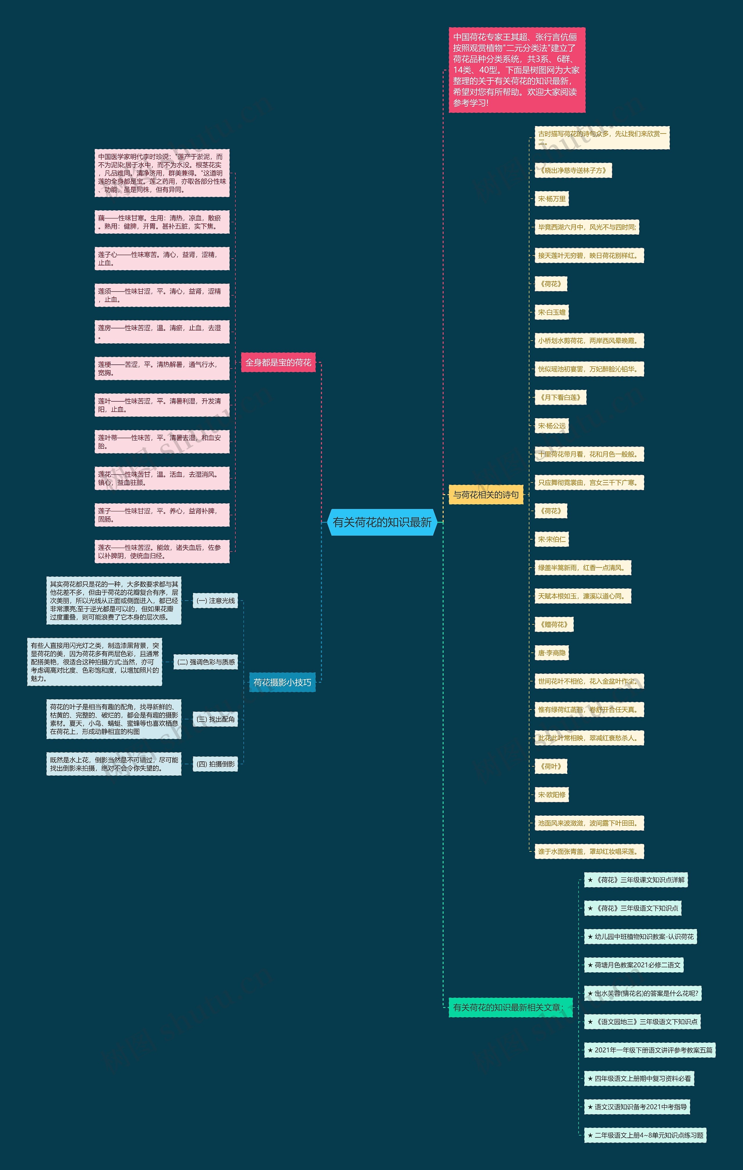 有关荷花的知识最新思维导图