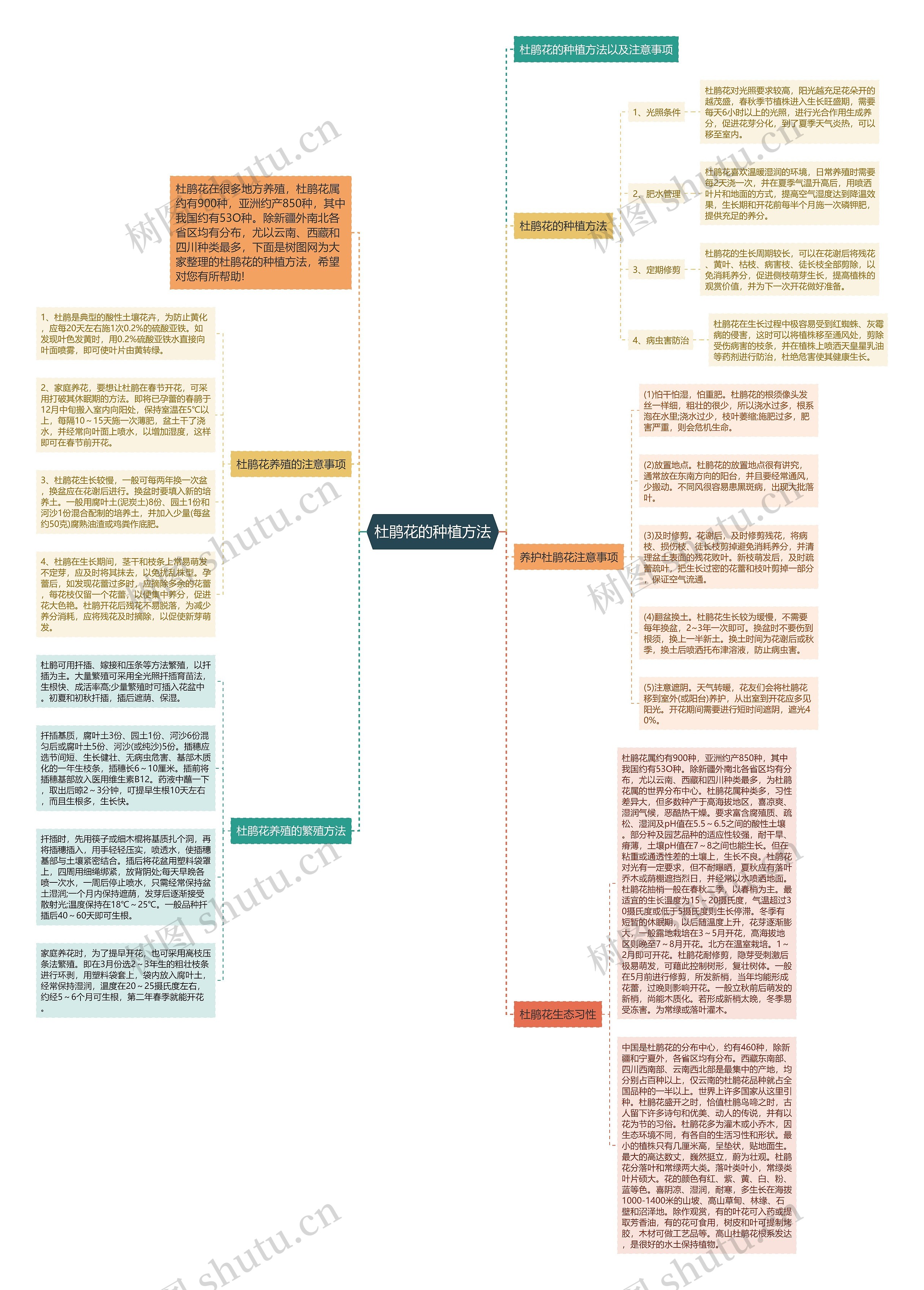 杜鹃花的种植方法思维导图