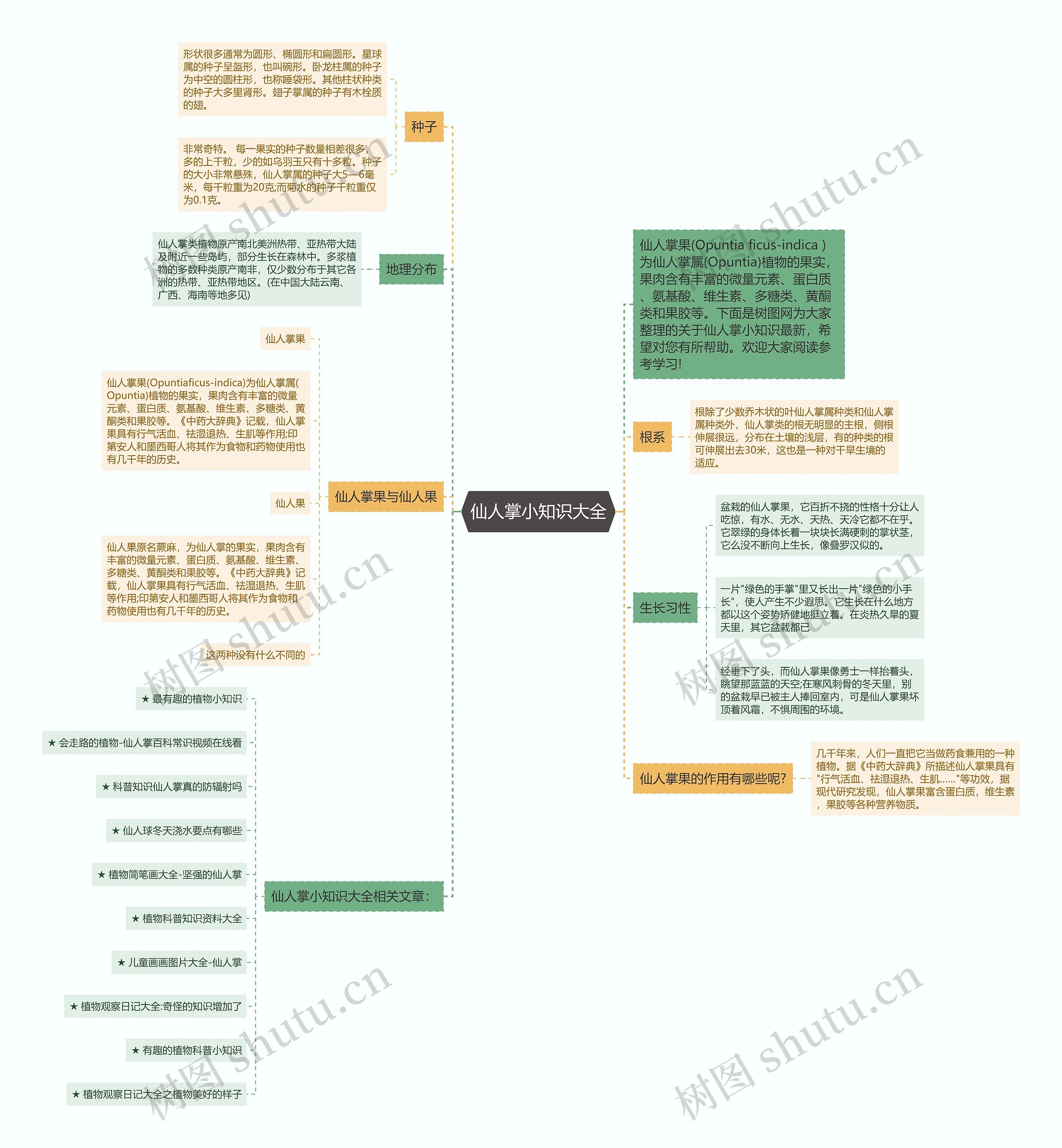 仙人掌小知识大全思维导图