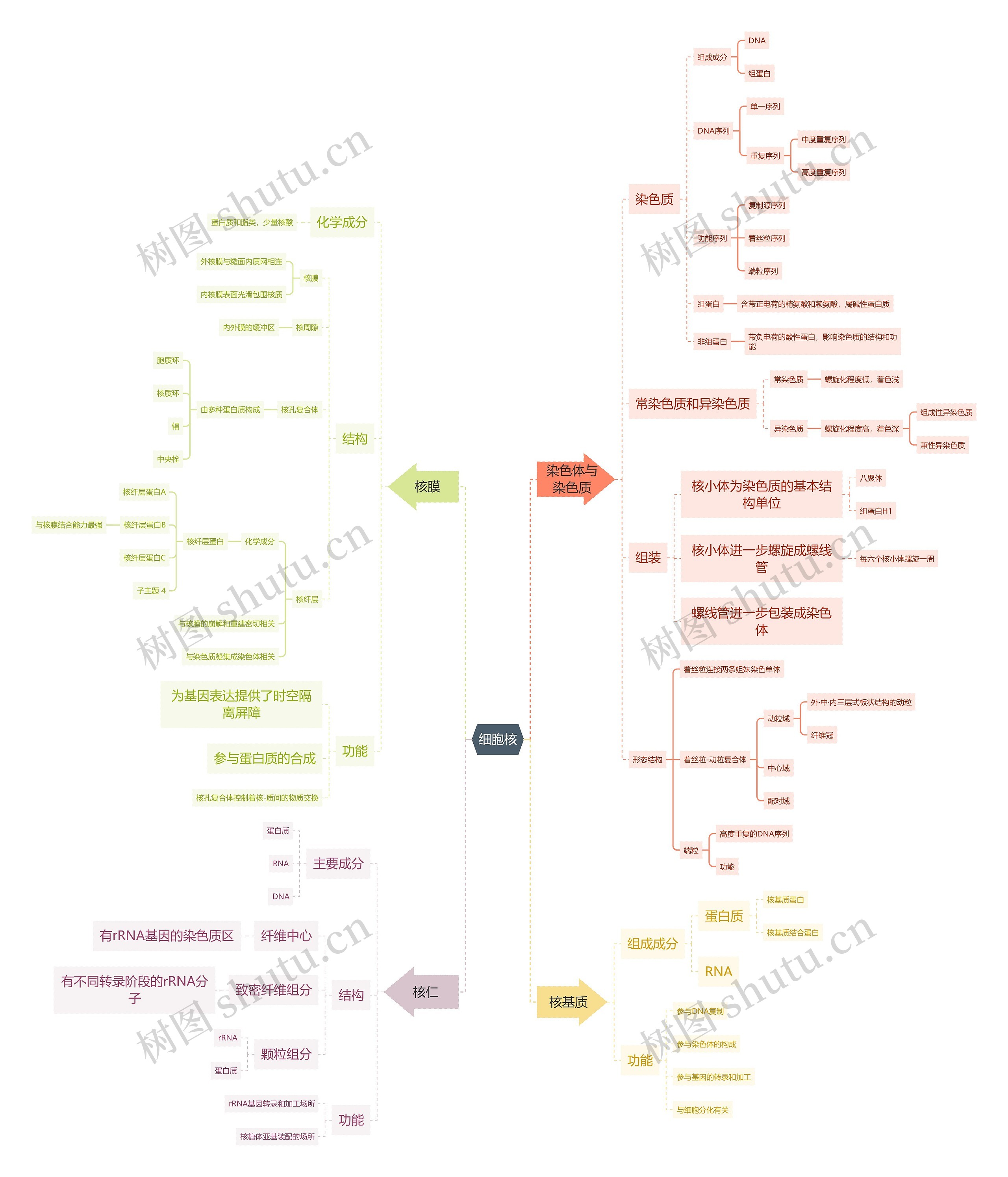 细胞核思维导图高清图 细胞核思维导图