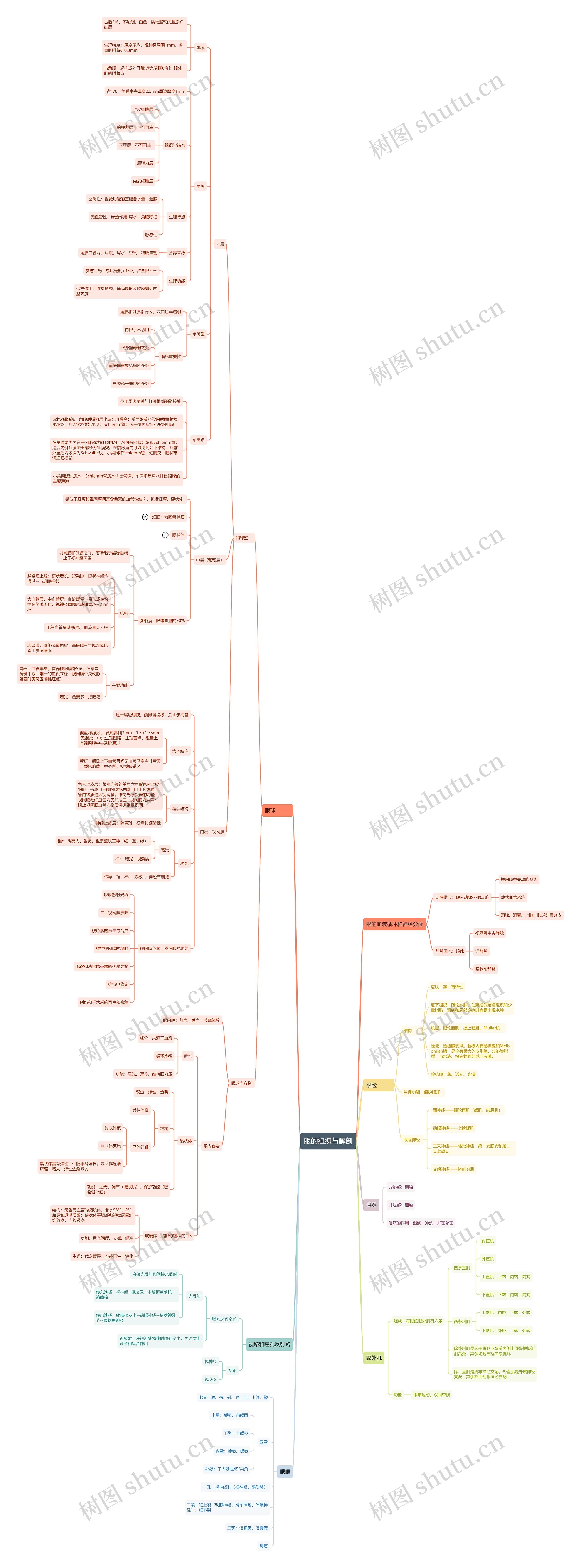 眼的组织与解剖