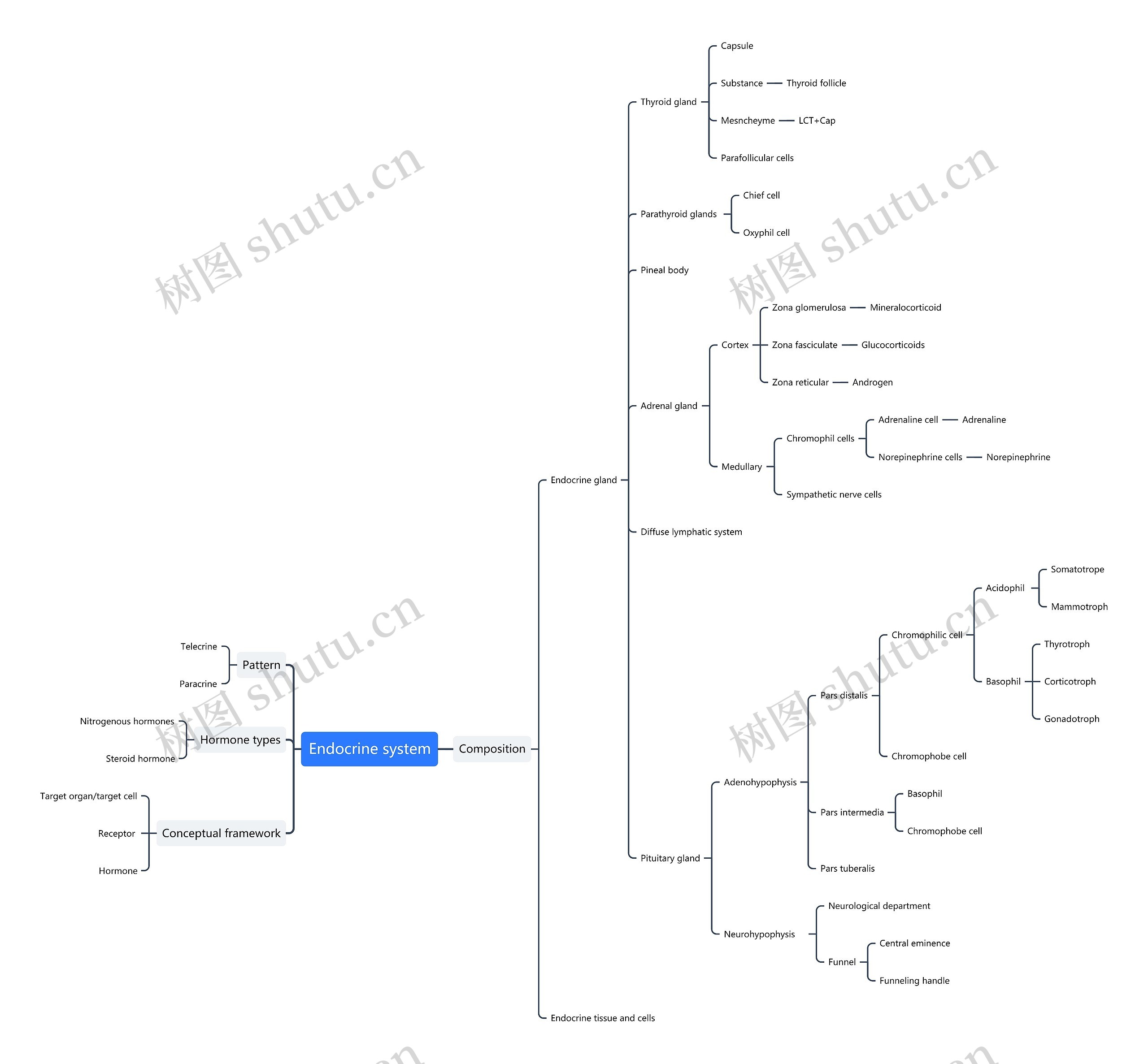 ﻿Endocrine system思维导图