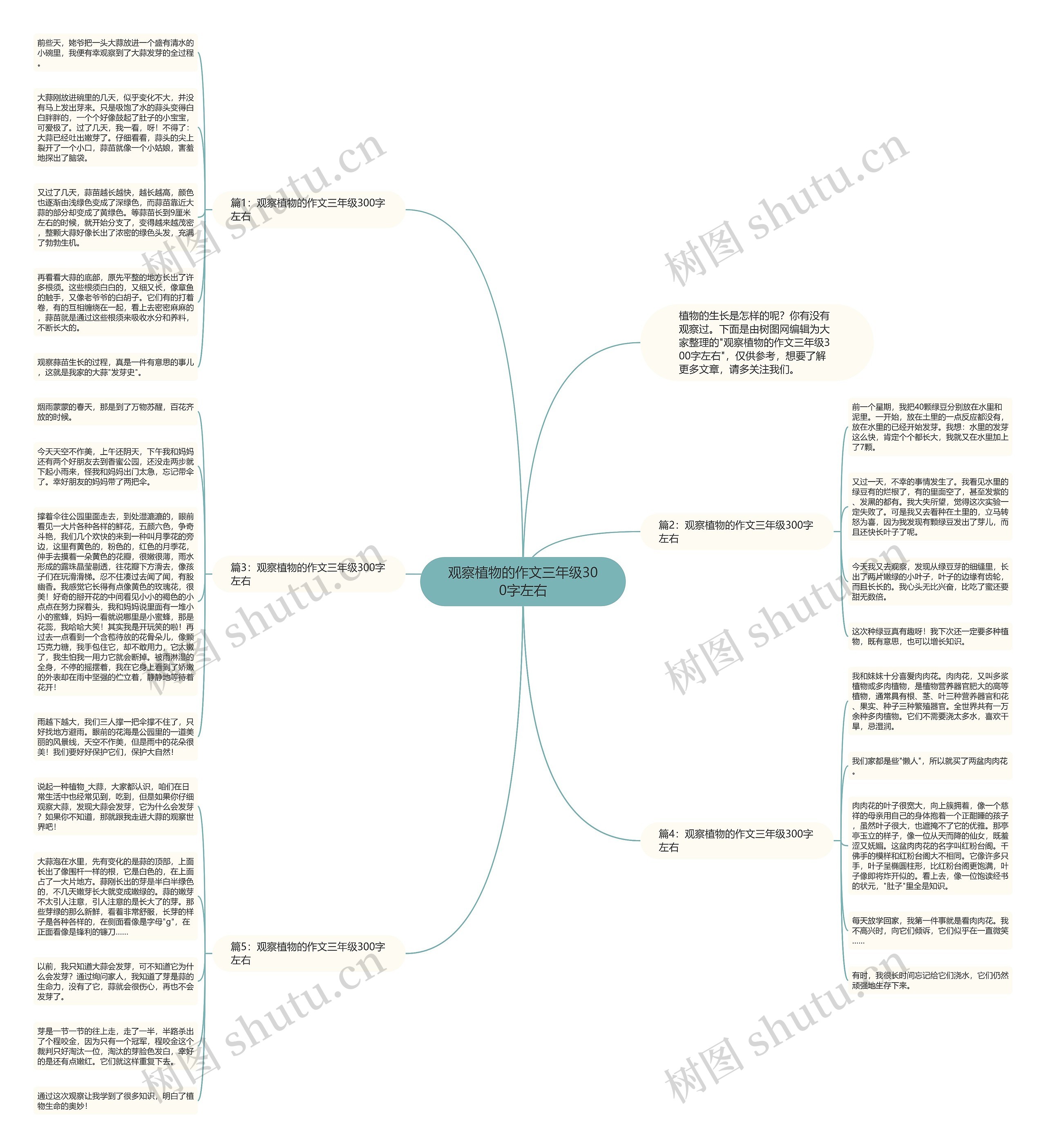 观察植物的作文三年级300字左右思维导图