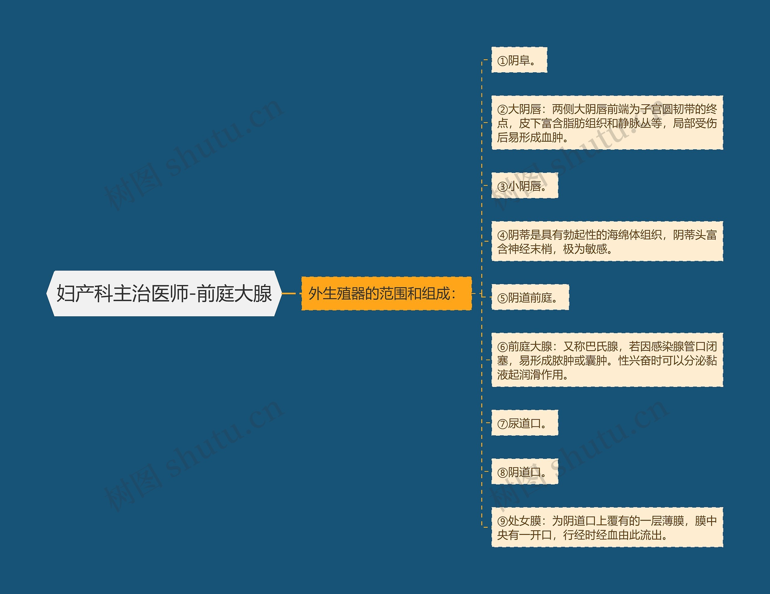 妇产科主治医师-前庭大腺