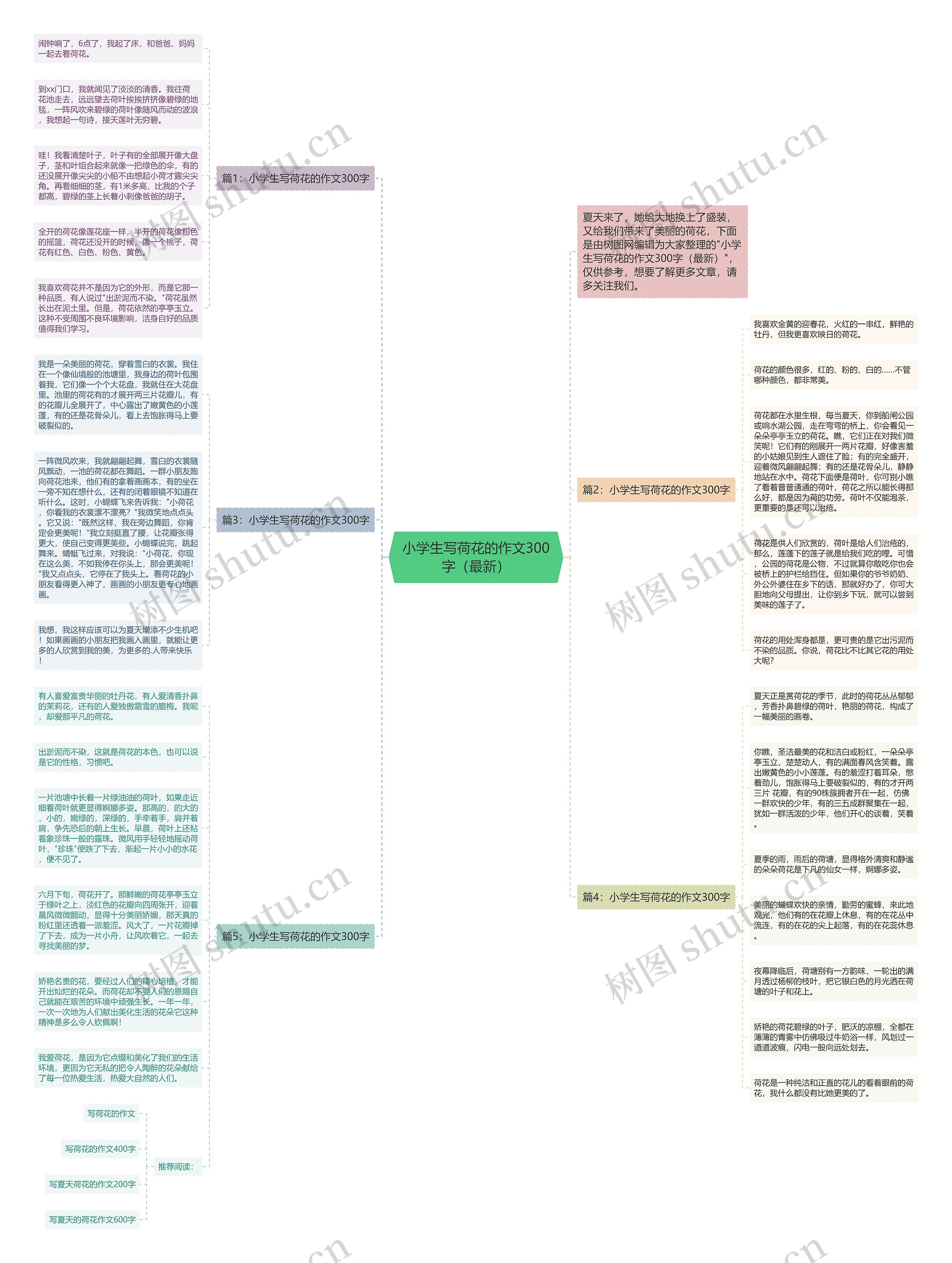 小学生写荷花的作文300字（最新）思维导图