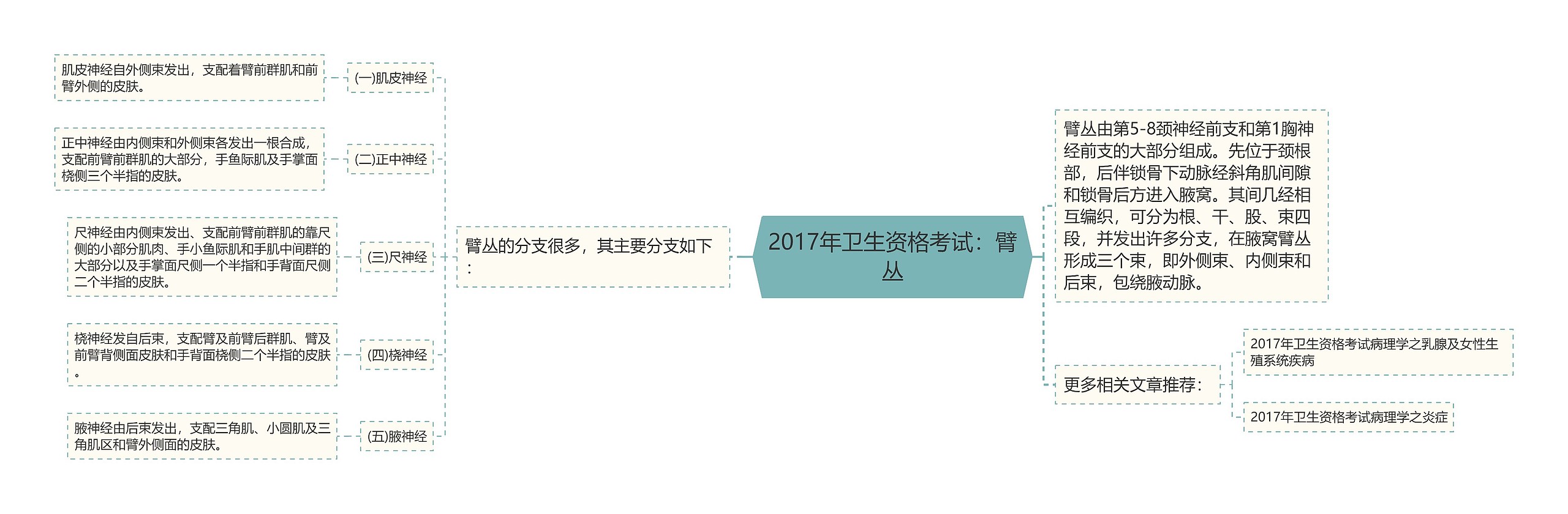 2017年卫生资格考试：臂丛
