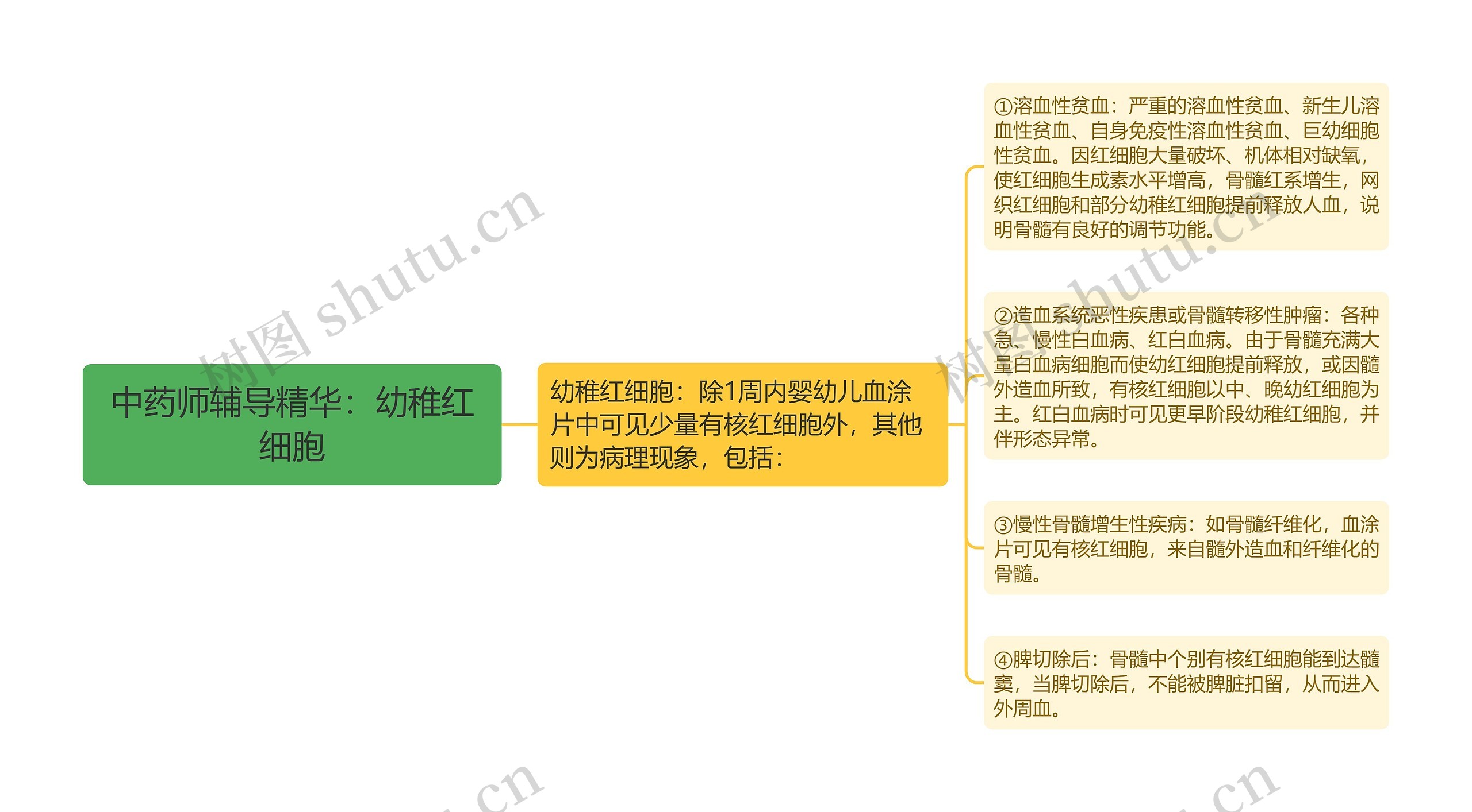 中药师辅导精华：幼稚红细胞