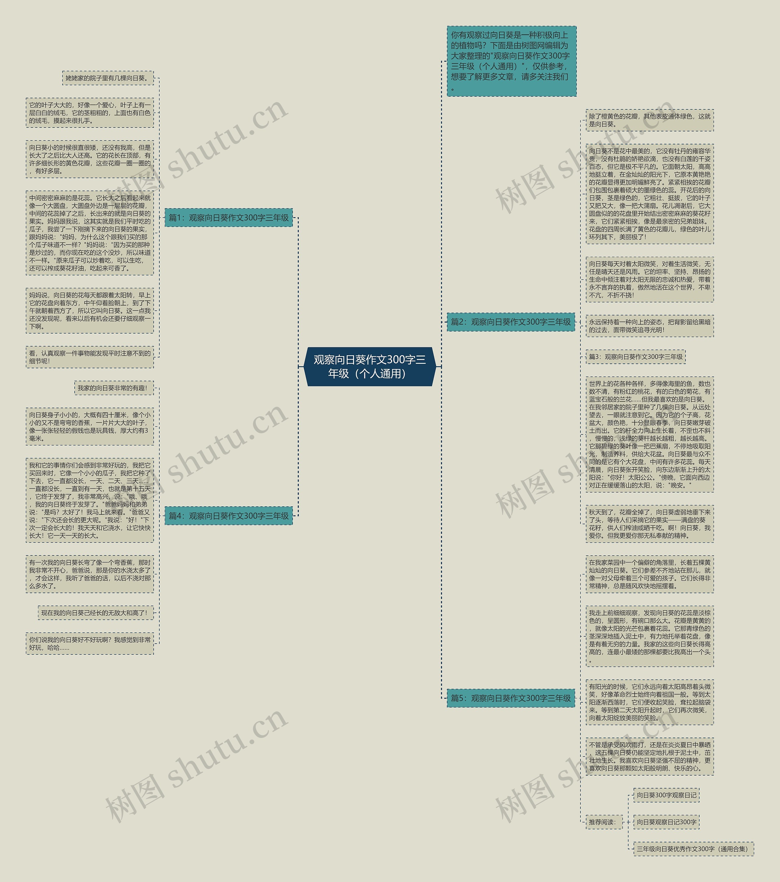 观察向日葵作文300字三年级（个人通用）思维导图