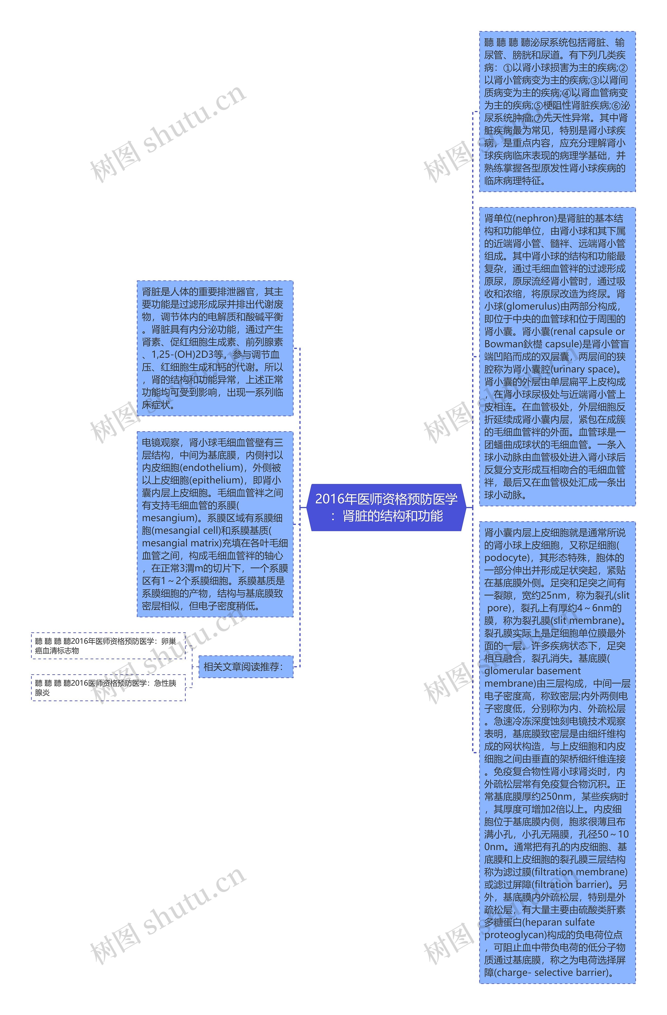 2016年医师资格预防医学：肾脏的结构和功能