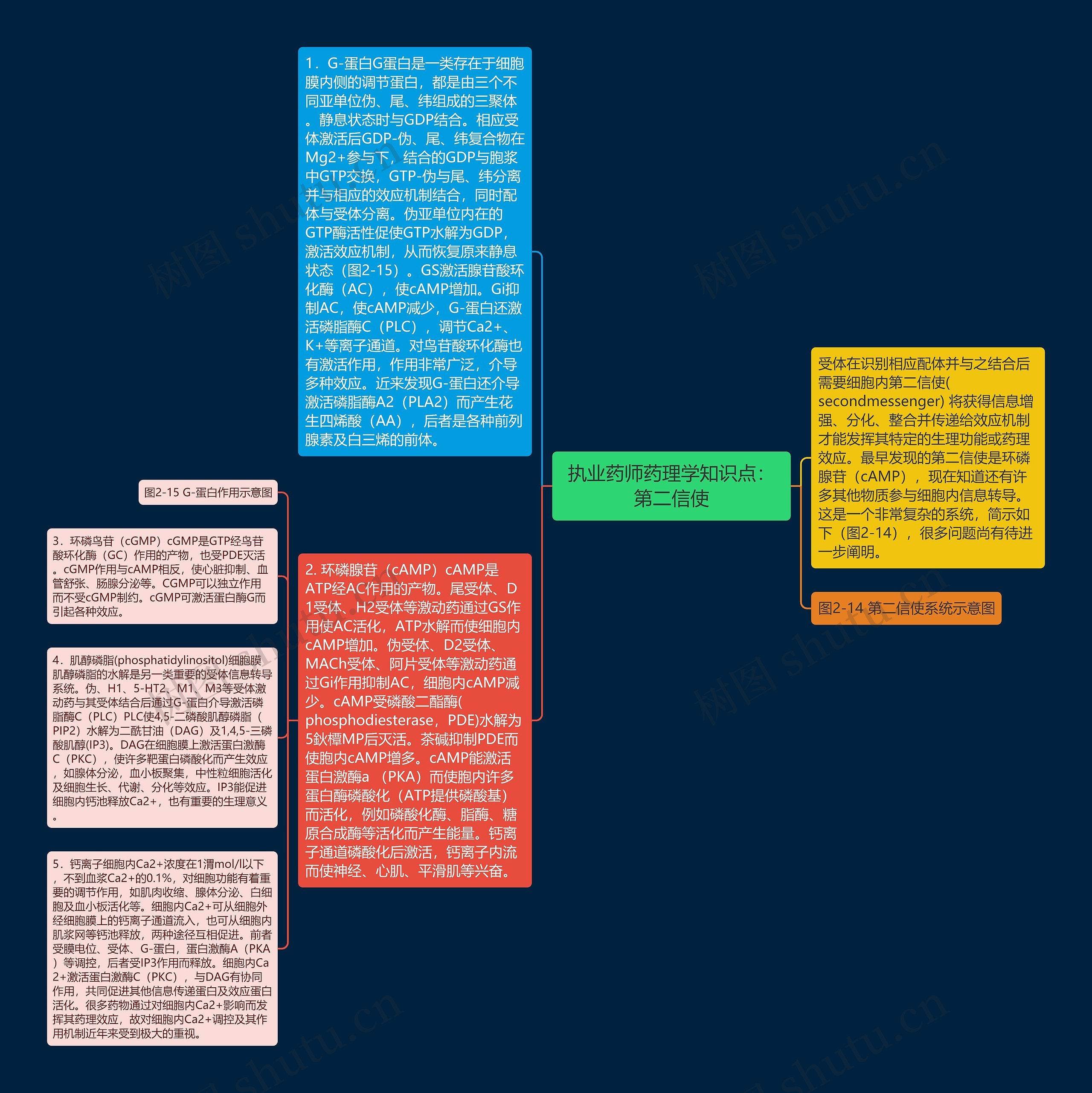 执业药师药理学知识点：第二信使思维导图