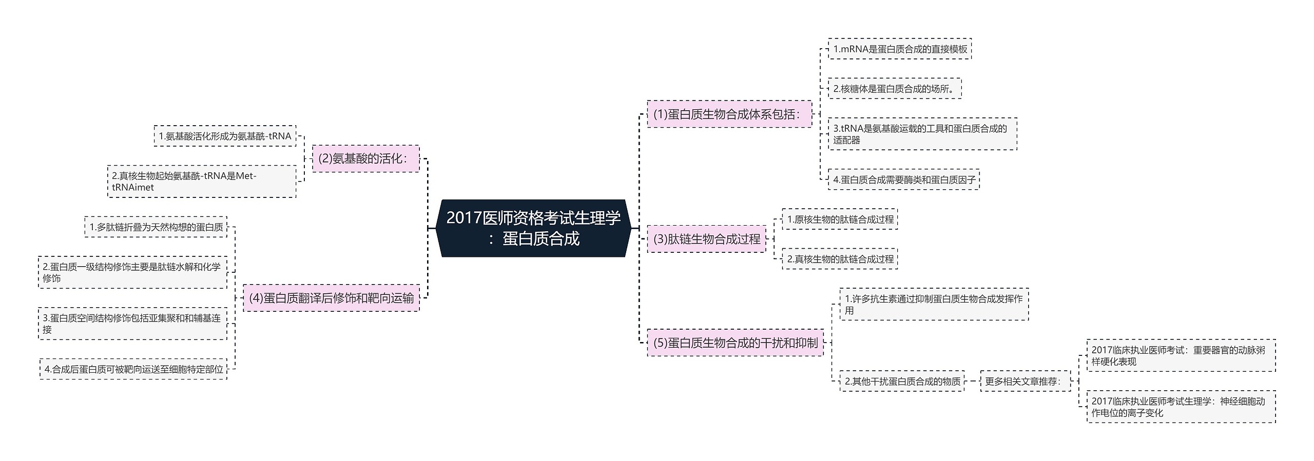 2017医师资格考试生理学：蛋白质合成