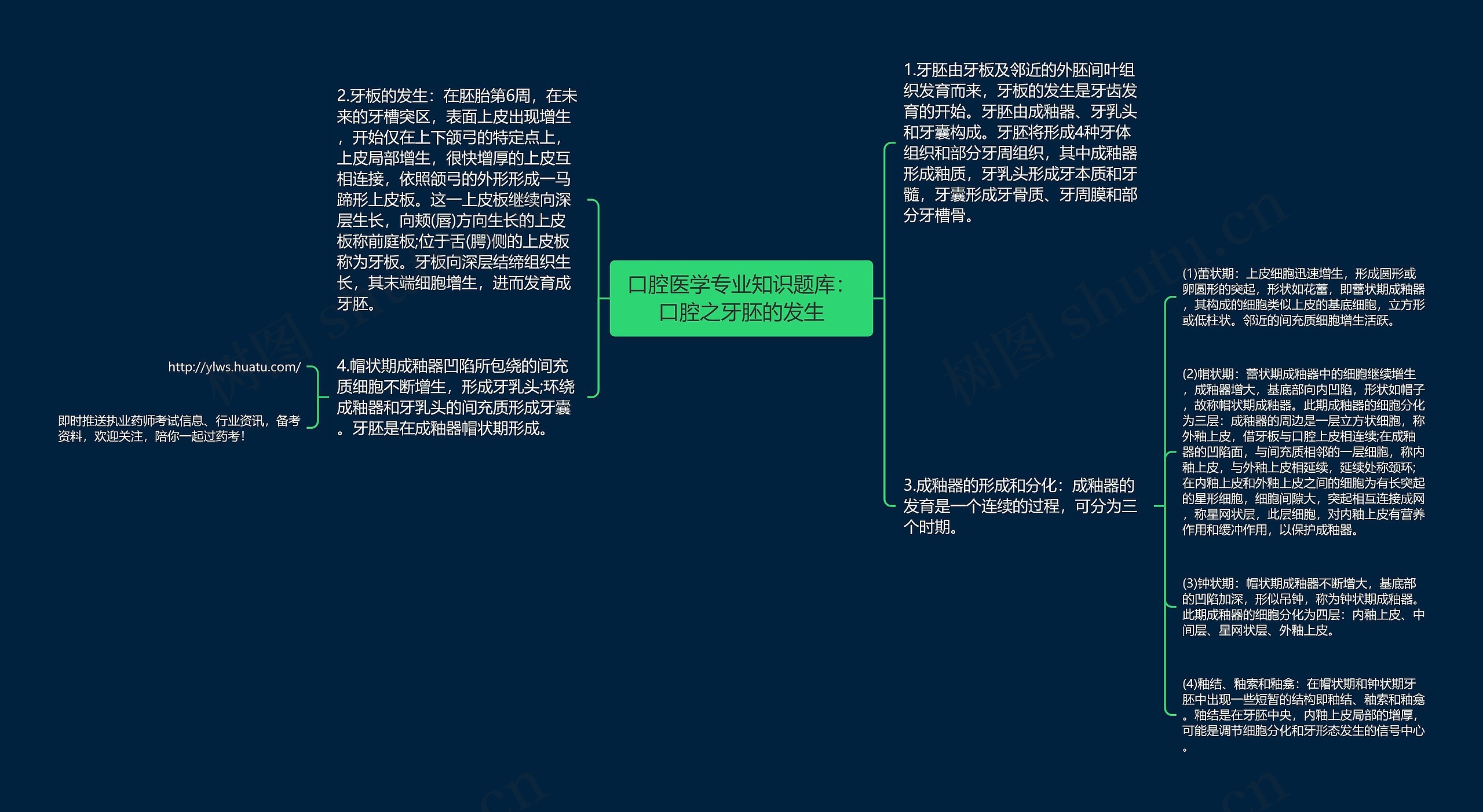 口腔医学专业知识题库：口腔之牙胚的发生