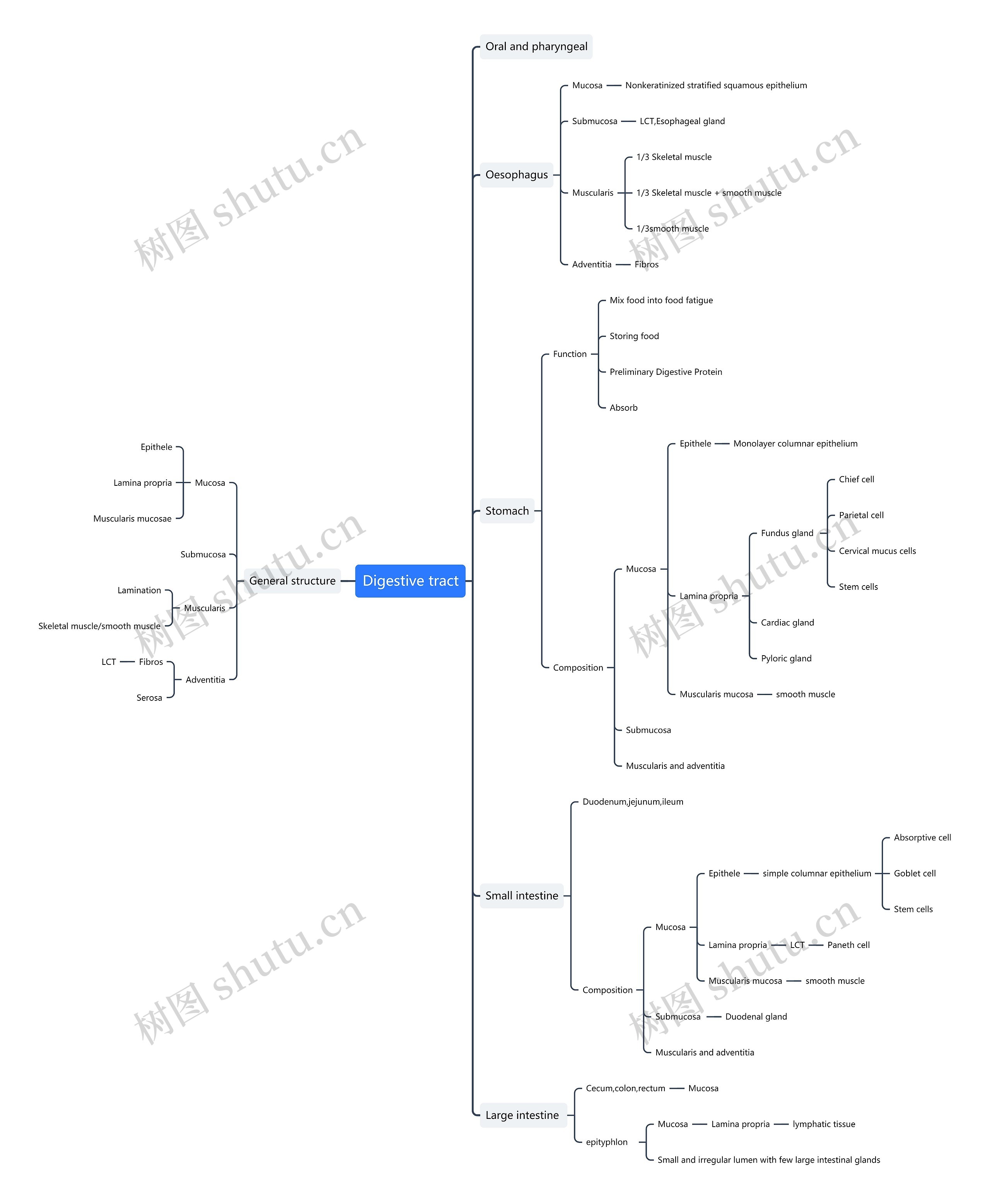 ﻿Digestive tract