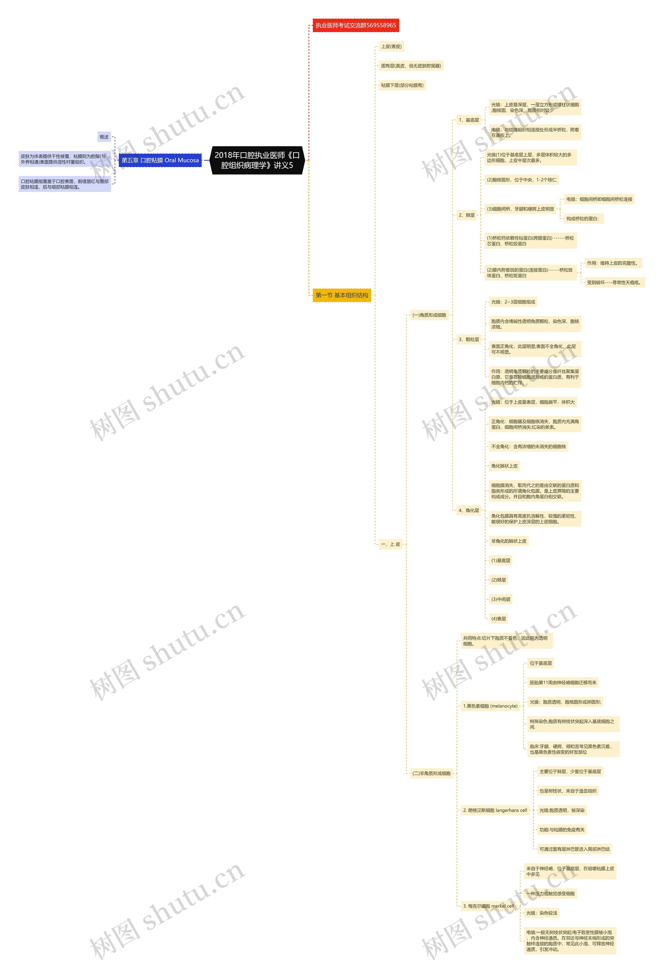 2018年口腔执业医师《口腔组织病理学》讲义5