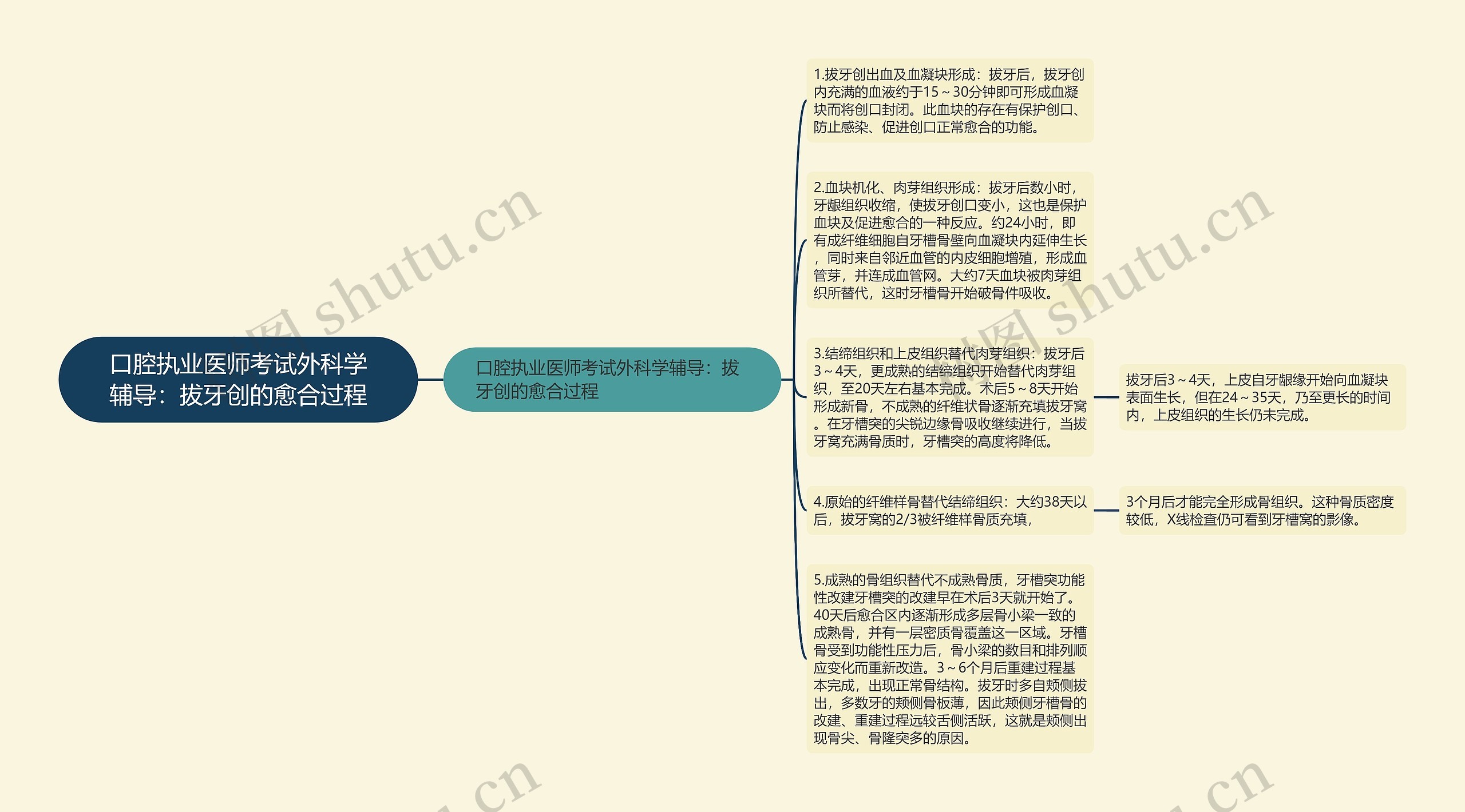 口腔执业医师考试外科学辅导：拔牙创的愈合过程