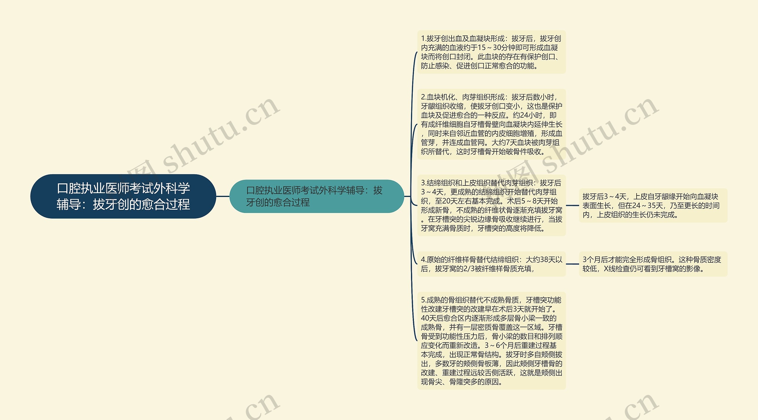 口腔执业医师考试外科学辅导：拔牙创的愈合过程思维导图