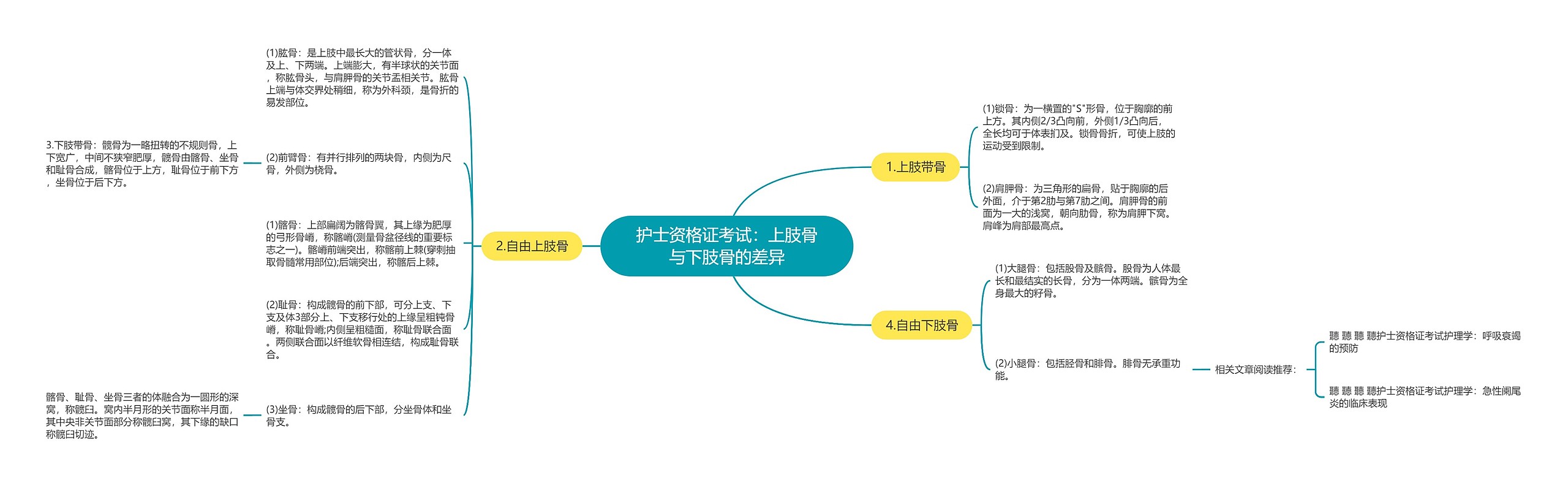 护士资格证考试：上肢骨与下肢骨的差异