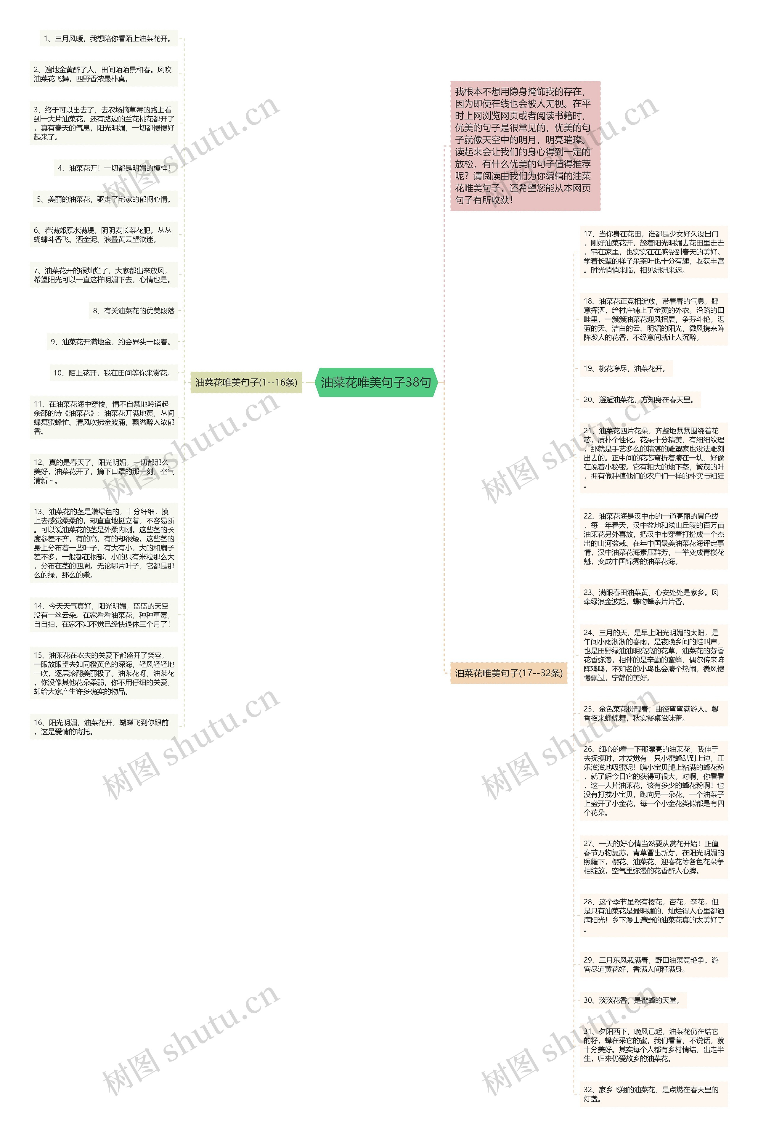 油菜花唯美句子38句思维导图