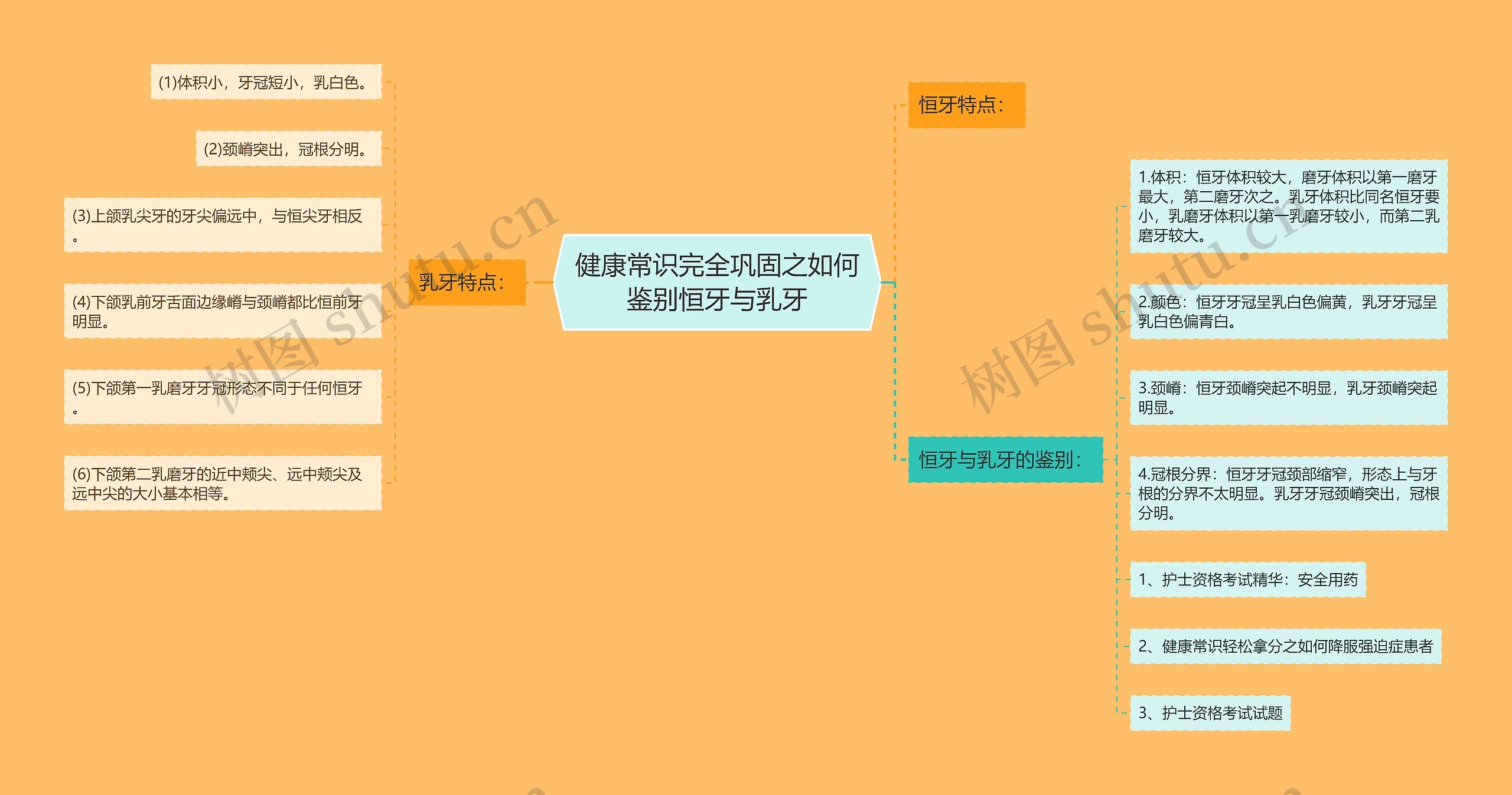 健康常识完全巩固之如何鉴别恒牙与乳牙思维导图