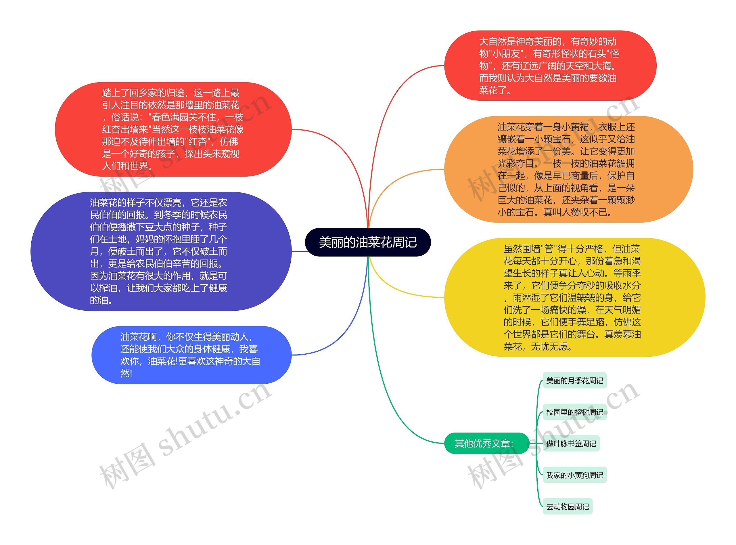 美丽的油菜花周记