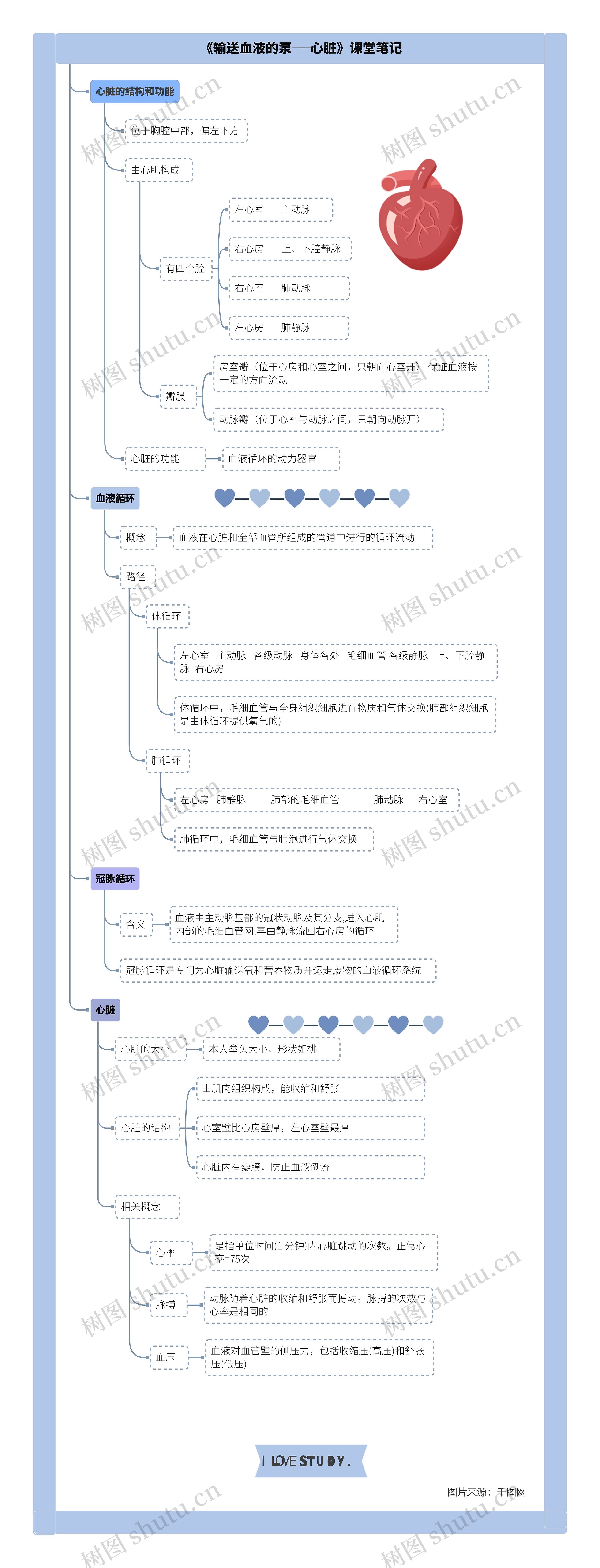 生物七年级下册第四章第三节《输送血液的泵──心脏》课堂笔记