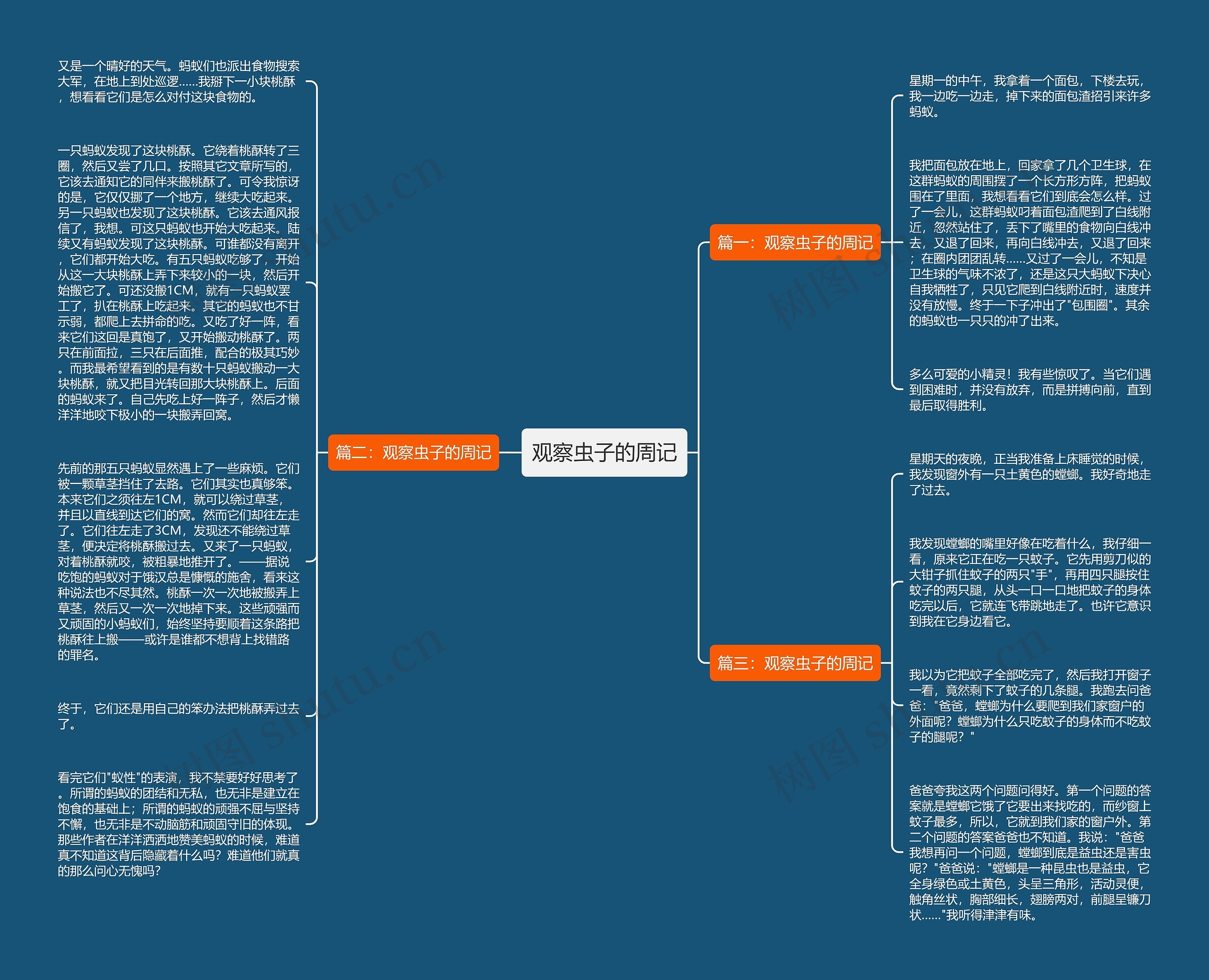 观察虫子的周记思维导图