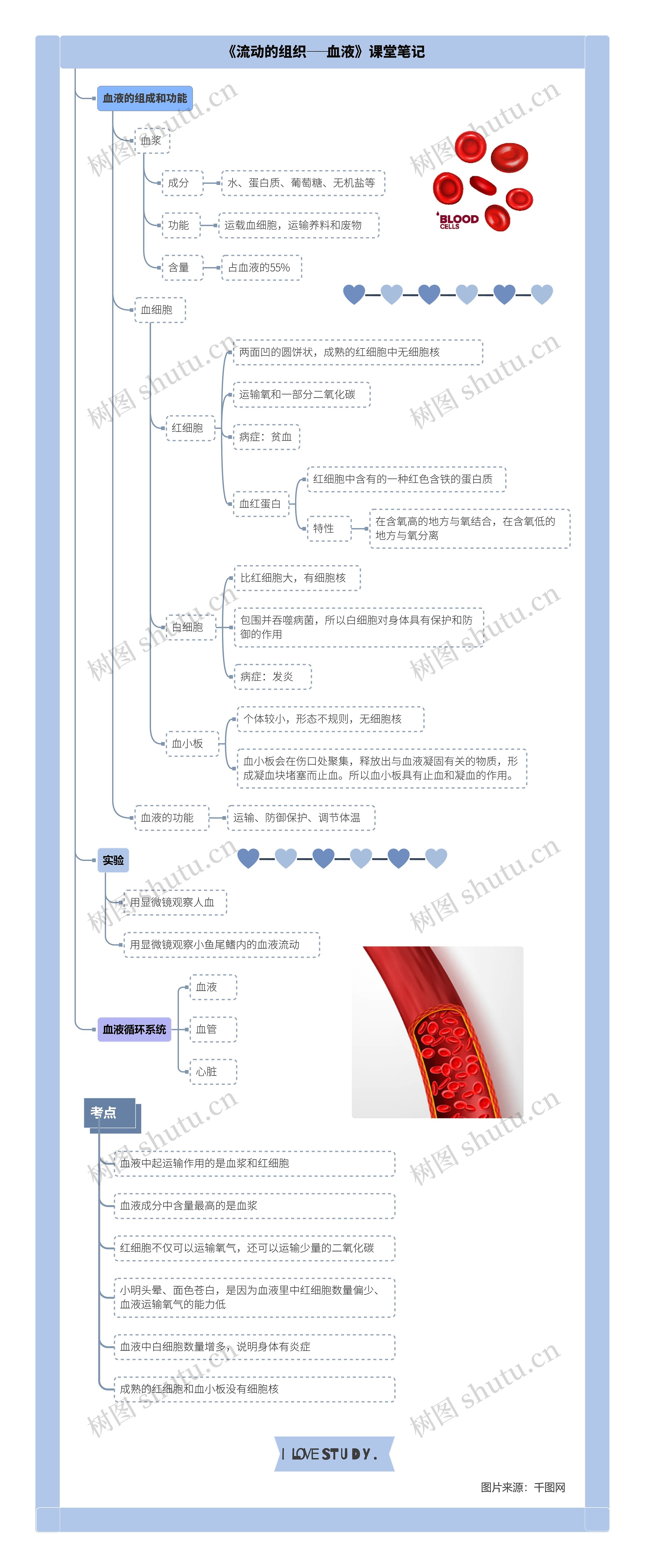 生物七年级下册第四章第一节《流动的组织──血液》课堂笔记思维导图