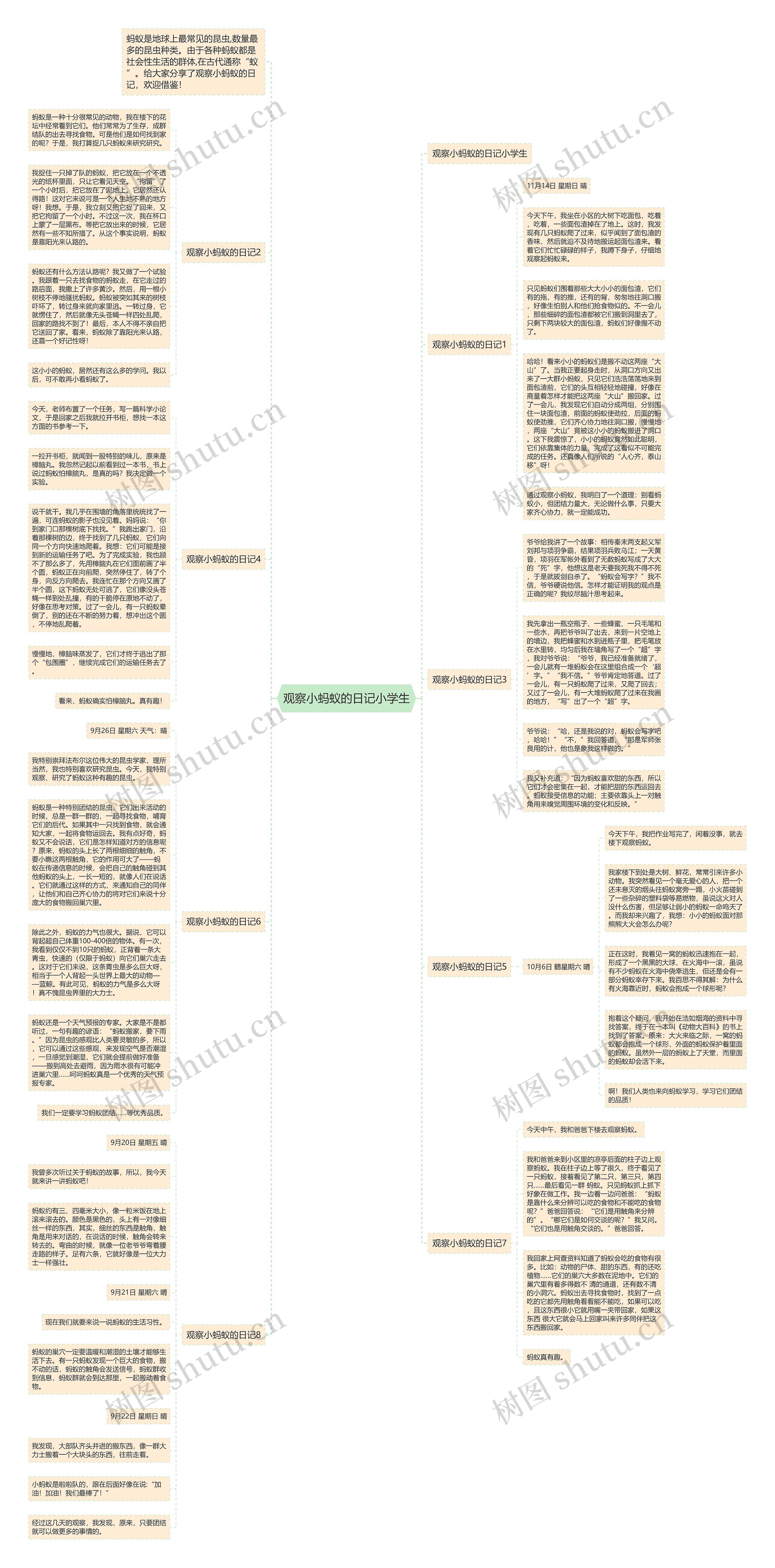 观察小蚂蚁的日记小学生思维导图