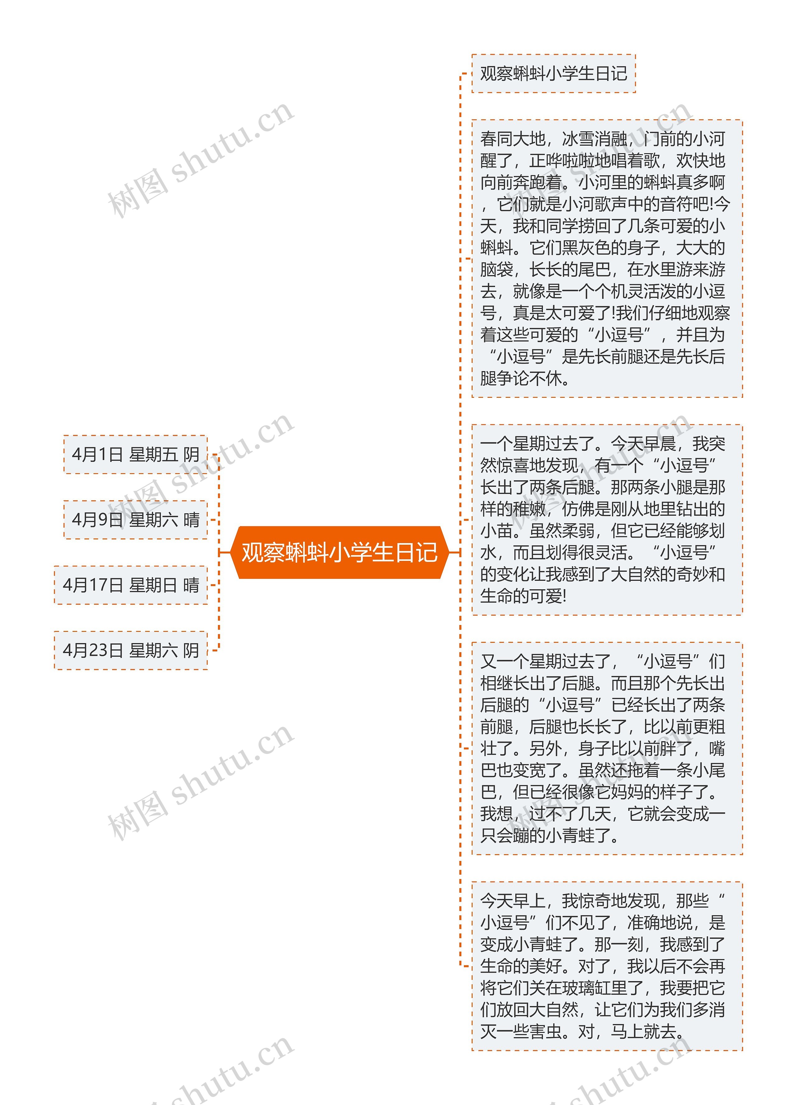 观察蝌蚪小学生日记