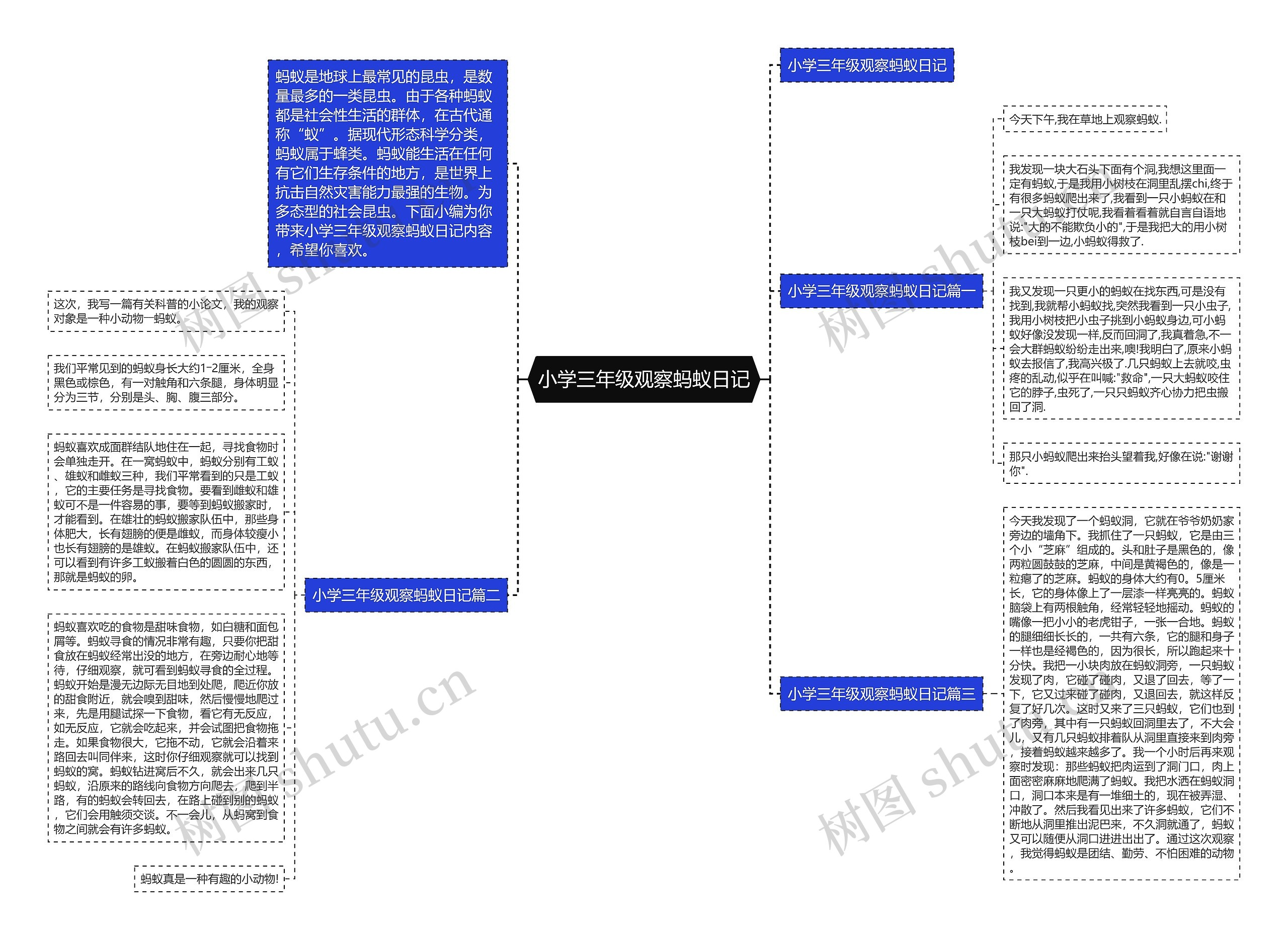 小学三年级观察蚂蚁日记