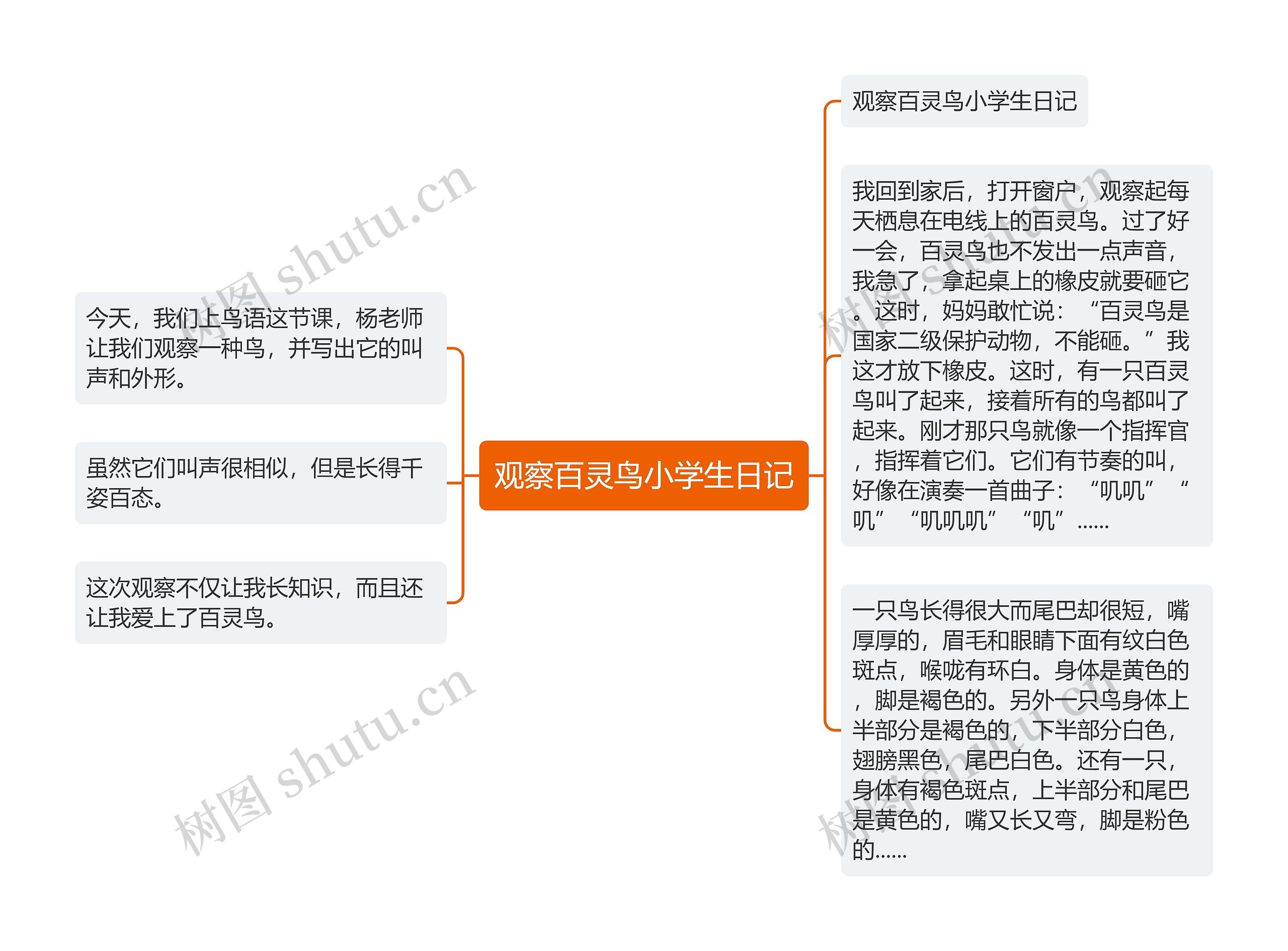 观察百灵鸟小学生日记