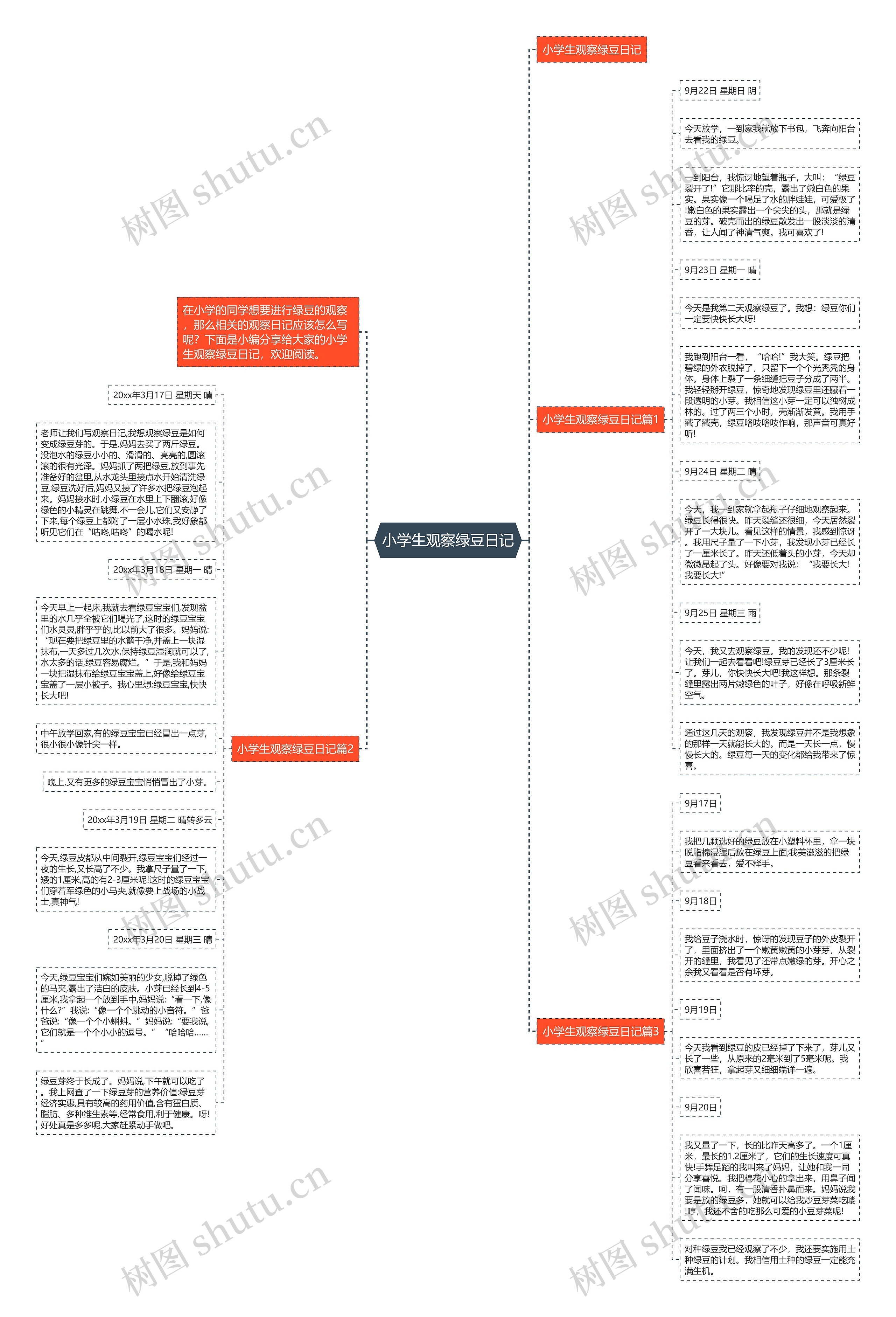 小学生观察绿豆日记思维导图