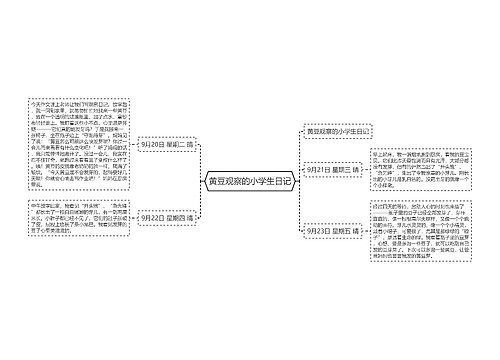 黄豆观察的小学生日记