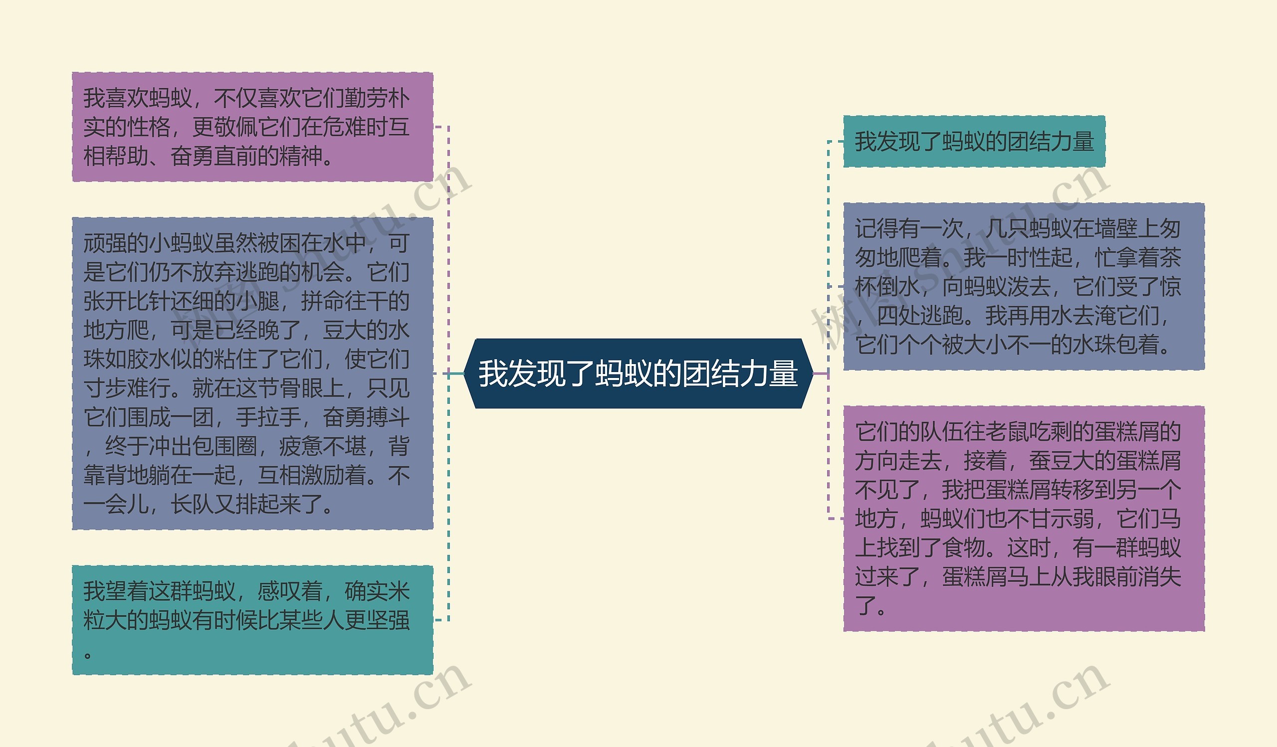 我发现了蚂蚁的团结力量